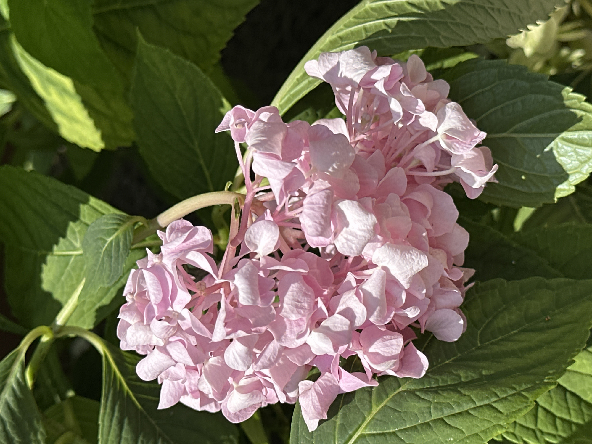 A close-up, eye-level shot captures a cluster of delicate pink hydrangea flowers surrounded by lush green leaves. The flowers, composed of numerous small petals, are softly lit, with shadows creating depth and highlighting their intricate details. The leaves, in various shades of green, provide a vibrant backdrop to the floral subject. One leaf in the upper right corner exhibits a touch of yellow, suggesting variegation or sun exposure. The overall scene appears to be an outdoor setting, possibly a garden, with diffused sunlight suggesting a bright day. The image does not contain any people or specific city landmarks that would identify its location within Yessentuki, Russia.