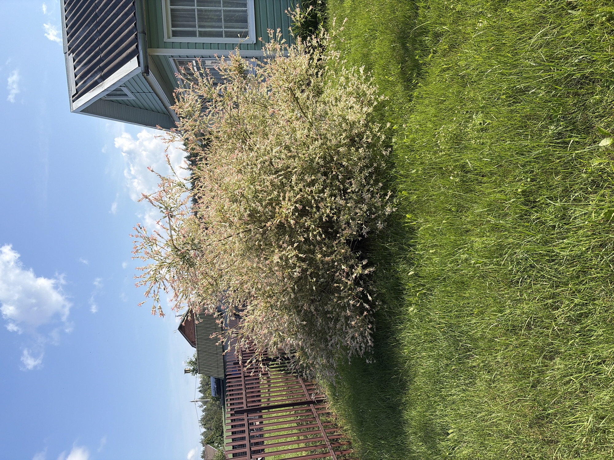 A bright, sunny day is depicted in this medium shot, featuring a residential scene. In the foreground, lush green grass covers the ground, with a prominent bush showcasing variegated leaves, primarily white and pink, dominating the center of the frame. Behind the bush, a light green wooden house with a dark, corrugated roof and white trim is visible. A tall, thin fence, likely made of metal, runs along the left side of the image, partially obscuring a glimpse of other houses and trees in the background. The sky above is a vibrant blue, dotted with fluffy white clouds. The setting appears to be rural, possibly a dacha or country house, consistent with the Бараўскі сельскі Савет region of Belarus. There are no people or animals visible in the frame.