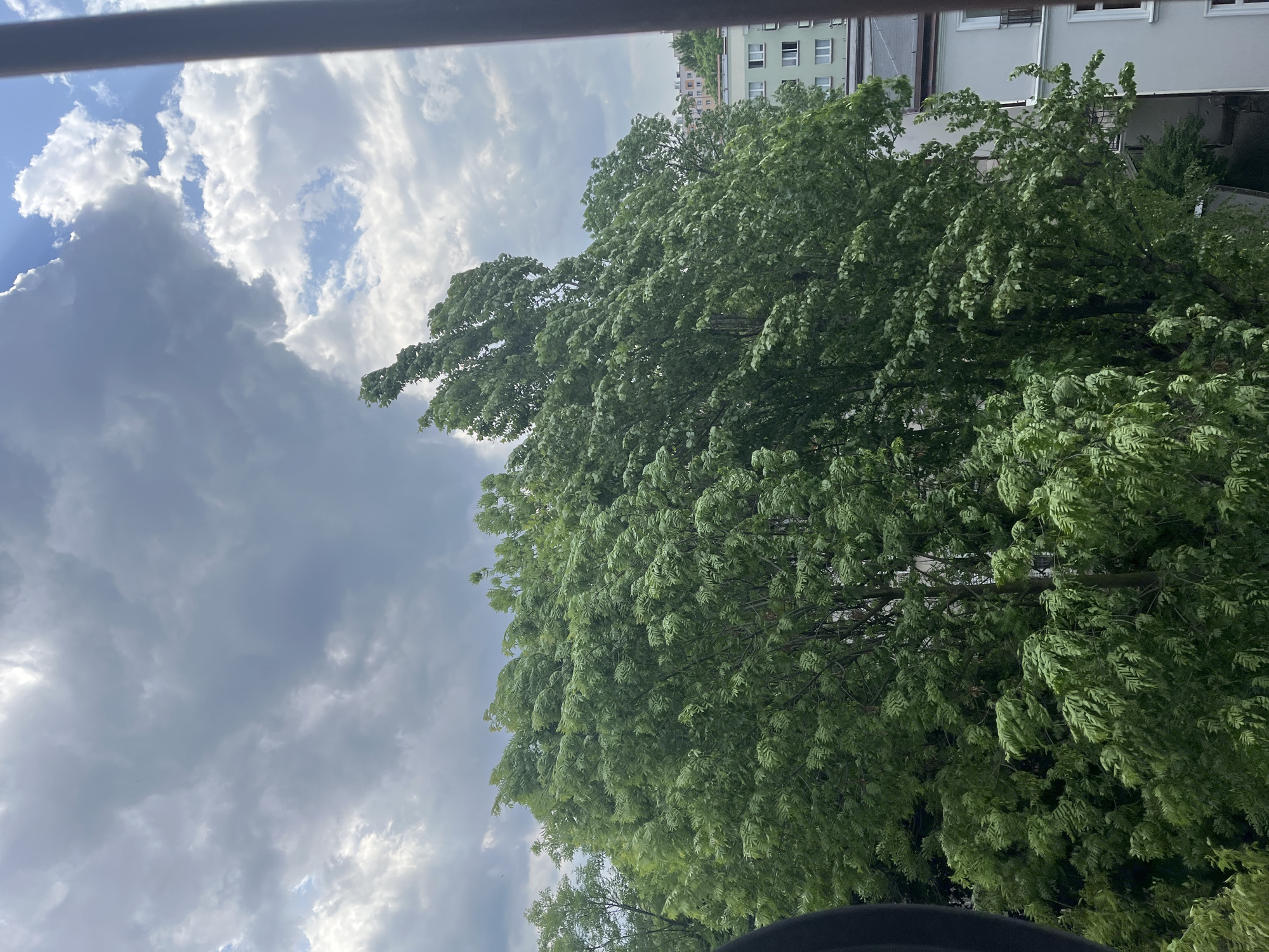 The image shows a view from a window or balcony, looking up at a large, lush green tree filling the frame. The leaves are dense and cover most of the sky, which is visible in patches between the branches. The sky features a mix of bright white clouds and darker, stormy-looking clouds. In the background, the top of a building with light-colored walls and windows is visible. The bottom of the frame contains a dark, blurred object, possibly part of the window frame or balcony railing. A metal bar is visible at the top of the image. The location is Unknown, Unknown.