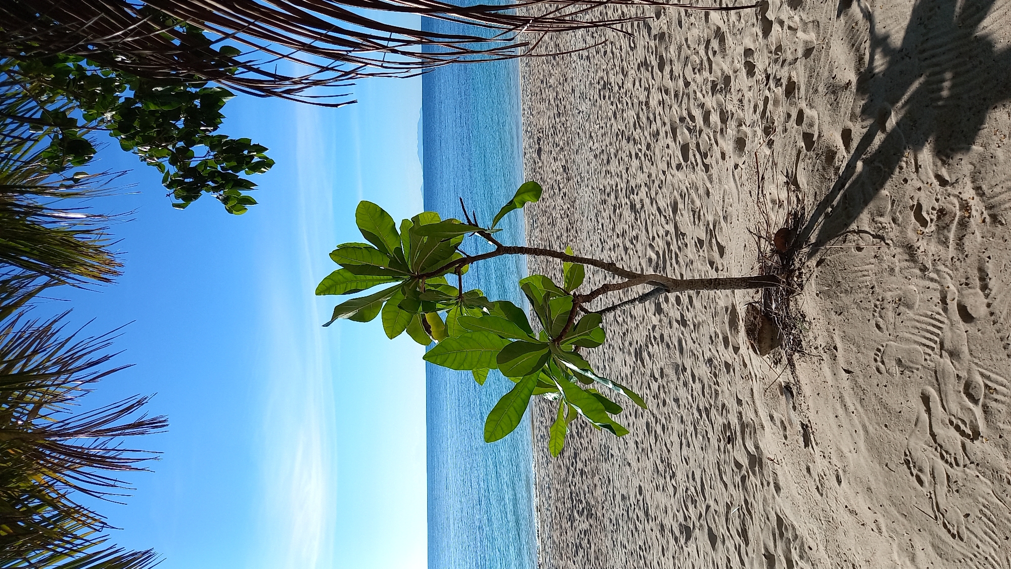 This is a vertically oriented, low-angle shot of a beach scene in Koh Phangan, Thailand. The foreground is dominated by the light-colored sand, which is marked with numerous footprints, suggesting recent human activity. A small, leafy green tree grows in the sand, its branches reaching out towards the sea. The tree is casting a long shadow across the sand, indicating that the sun is low in the sky, likely early morning or late afternoon.
Beyond the sand, the calm, bright blue ocean stretches out to the horizon. The sea is a vibrant turquoise, and the gentle waves create subtle ripples on the surface. In the distance, a faint landmass can be seen on the horizon.
Framing the top of the image are the fronds of palm trees, rendered in dark silhouettes against the clear, bright blue sky. These fronds and the leaves of the tree in the foreground suggest a tropical environment. The overall mood is serene and tranquil, evoking a peaceful beach experience. There is no visible text in the image.