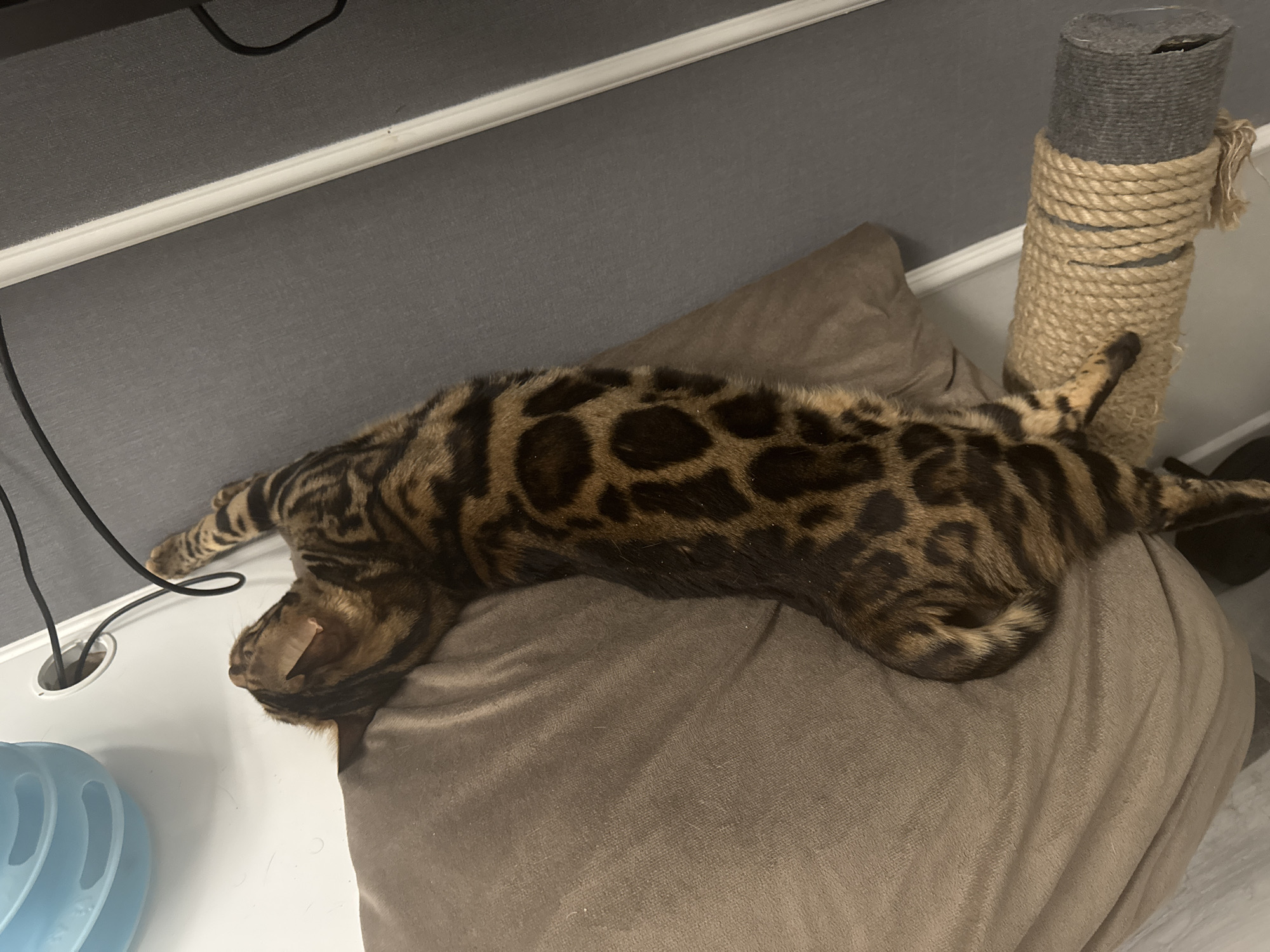 A Bengal cat is lying on a brown cushion next to a scratching post. The cat has a spotted coat and is stretched out on the cushion. A white surface with a blue toy and cables is visible in the lower left corner. A grey wall is visible in the background. The city of Ulyanovsk, Russia is not discernable from the image.