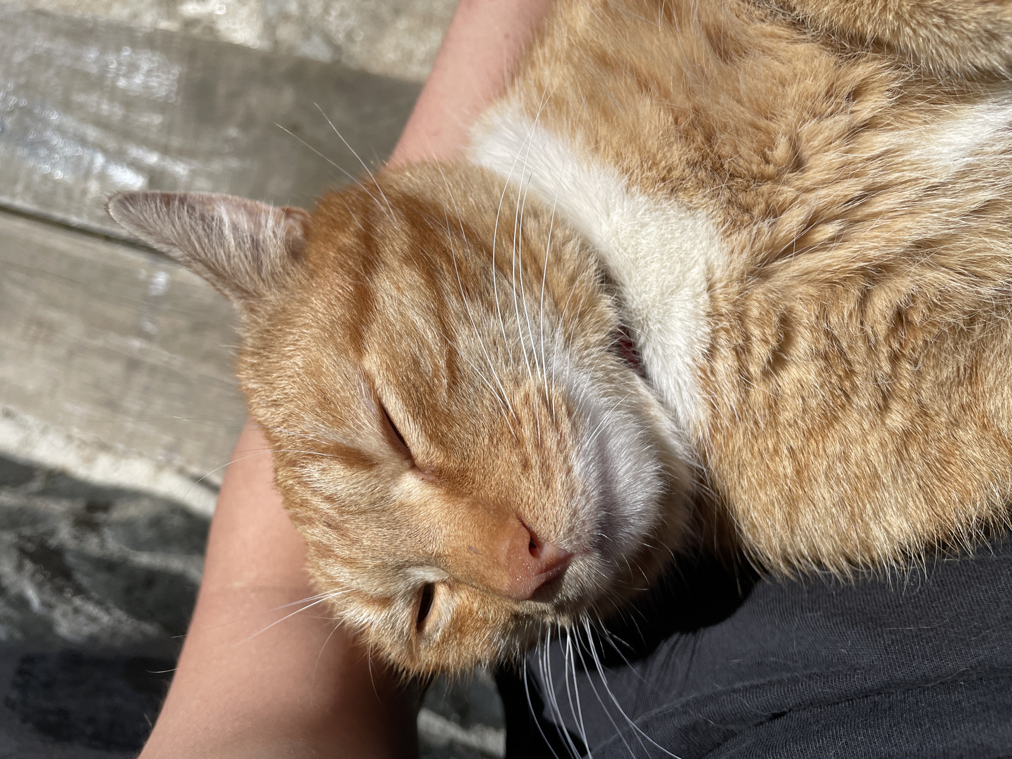 An orange tabby cat with white markings on its chest rests on a person's arm. The cat has its eyes closed and appears to be asleep. The person is wearing a black shirt. The background is partially visible and shows a weathered wooden surface. The location is potentially Zlatograd, Bulgaria, though the image lacks specific contextual details to confirm.