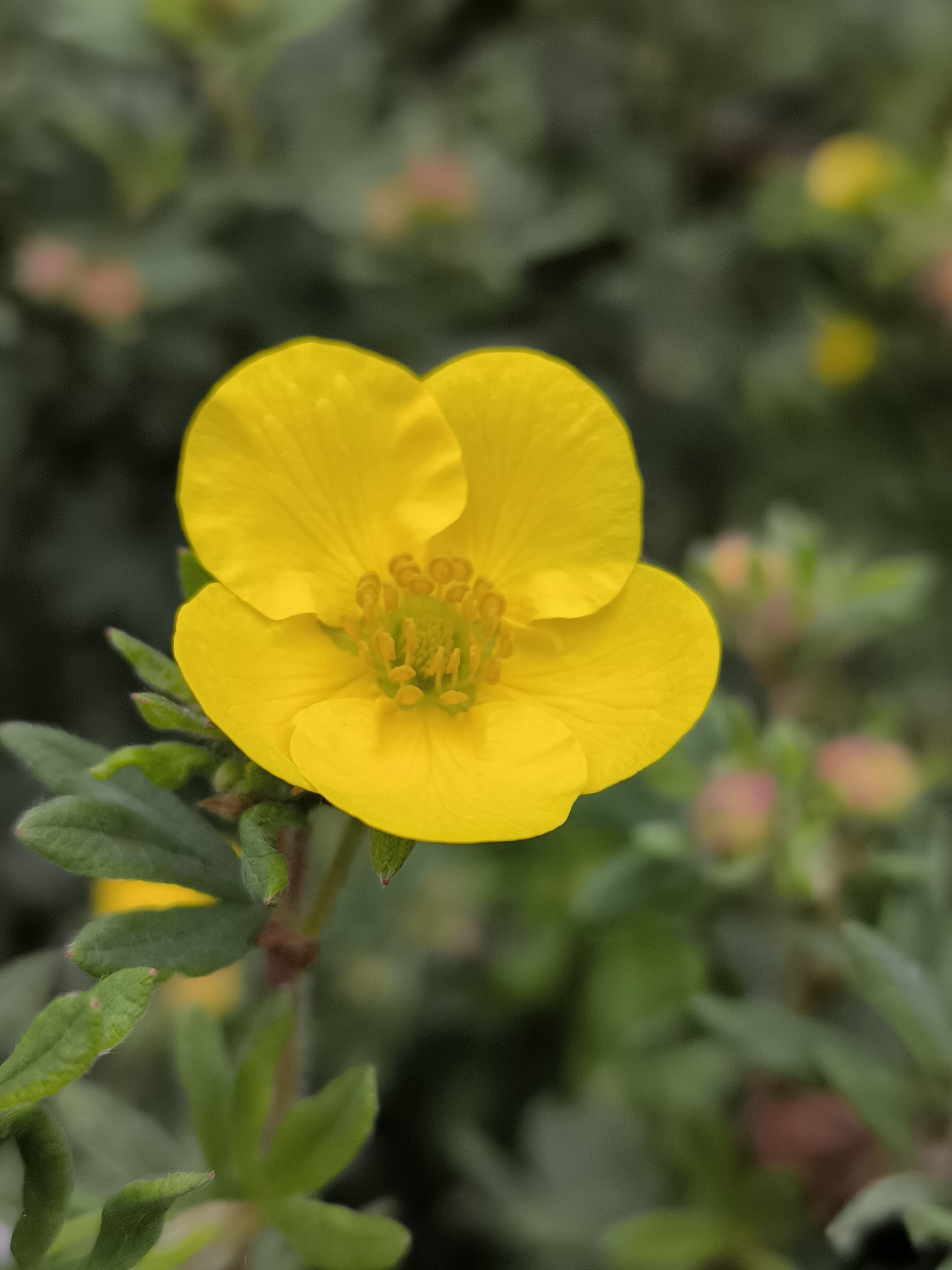 A close-up, high-angle shot focuses on a single, vibrant yellow flower in the foreground. The flower has five distinct, rounded petals that appear slightly cupped. In the center of the flower, a cluster of stamens and pistils is visible, also in shades of yellow. The flower is supported by a green stem and surrounded by several green leaves, some of which have red tips. The background is softly blurred, revealing more foliage in various shades of green and hints of pinkish-red buds or flowers. This image was captured in Klaipėda, Lithuania.
