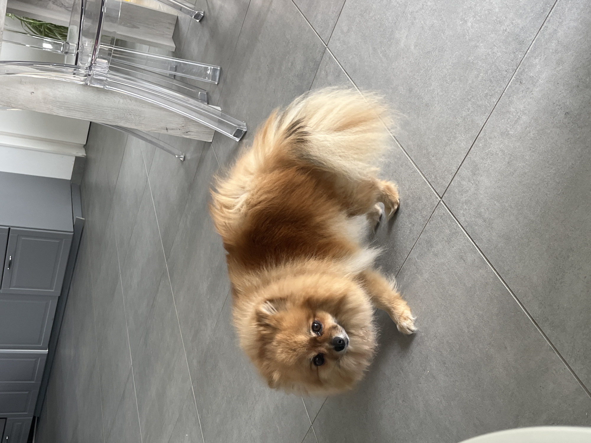 A small, golden-brown Pomeranian dog lies on a grey tile floor in what appears to be an indoor space, possibly a kitchen or dining area, as suggested by the presence of kitchen cabinets and clear acrylic chairs in the background. The dog is looking directly at the camera. The location is Chambœuf, France.