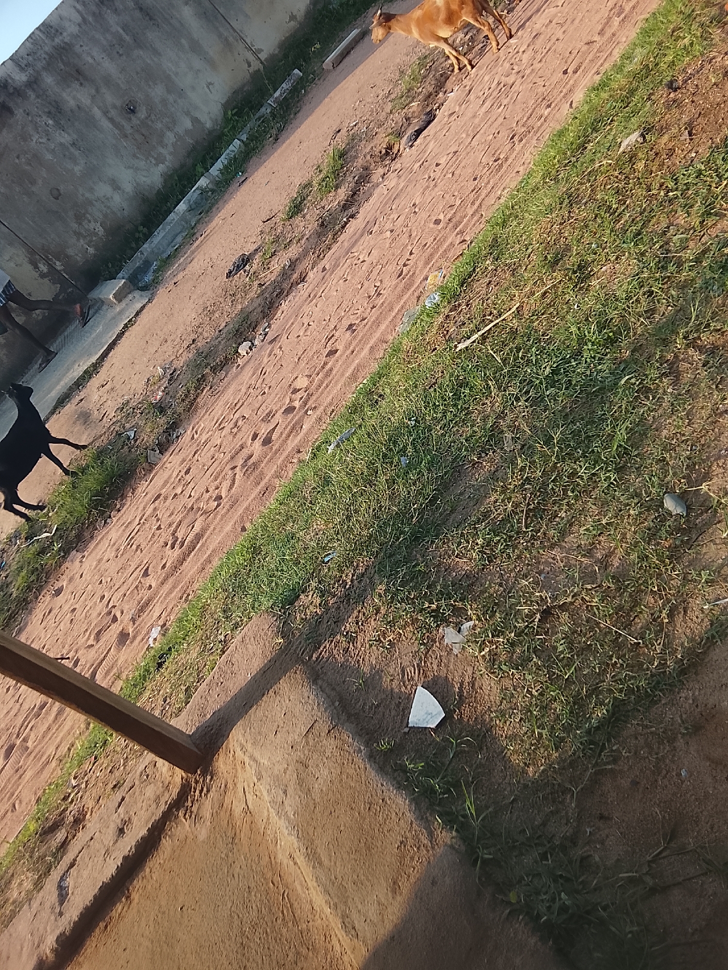 The image depicts an outdoor scene with a light brown goat standing on a dirt path. To the left, a black goat is visible. The ground is a mix of dirt and sparse green grass, with some litter scattered around. A concrete wall runs along the left side of the image, and a wooden post is visible in the foreground. The scene appears to be a rural or semi-rural environment. The lighting suggests it is either early morning or late afternoon, with long shadows cast across the ground. No text is visible in the image. The location is Jalingo, Nigeria.