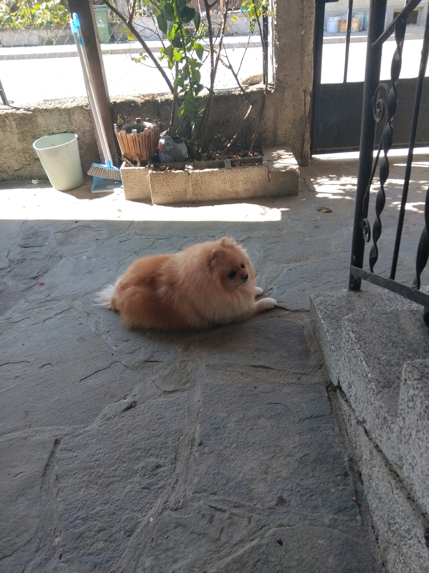 The image captures a fluffy, light brown Pomeranian dog lying on a paved outdoor area. The dog is positioned in the lower-left portion of the frame, facing towards the right with its head slightly turned. The dog appears relaxed, with its body stretched out and its paws extended. The paving stones are a dark grey, rough texture, with visible cracks and variations in color.
In the background, to the left of the dog, is a light blue plastic bucket and a broom leaning against a wooden post. Behind these items, a concrete wall is visible, and beyond that, foliage and a metal fence line. To the right of the dog, a dark metal railing and stone steps are present, leading up to what appears to be an entrance. The overall lighting suggests it is daytime, with sunlight casting shadows on the ground.
This scene is located in the city of Apriltsi, Bulgaria. The area appears to be a residential outdoor space, possibly a courtyard or a porch. The presence of everyday items like a bucket and broom, along with the dog, creates a domestic and relaxed atmosphere. The architectural elements like the stone steps and metal railing suggest a traditional Bulgarian dwelling. The overall impression is one of a quiet, sunny afternoon at home.