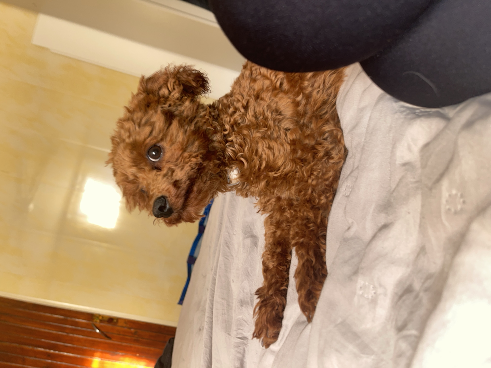 This interior scene, located in Sofia, Bulgaria, depicts a small, reddish-brown, curly-haired poodle-type dog resting on an off-white, wrinkled textile surface, likely a bed. The dog, positioned with its head slightly raised and tilted, looks directly at the camera with dark, alert eyes and a prominent black nose. A blue collar or leash segment is partially visible around its neck. In the upper right of the frame, a portion of a human leg or hip, clad in dark, possibly black, fabric, is present, partially obscuring the dog's back. The background consists of a smooth, light yellow wall, with a bright, rectangular light source emitting from the upper left. The lower section of the background reveals a dark, horizontally paneled wooden structure or piece of furniture.