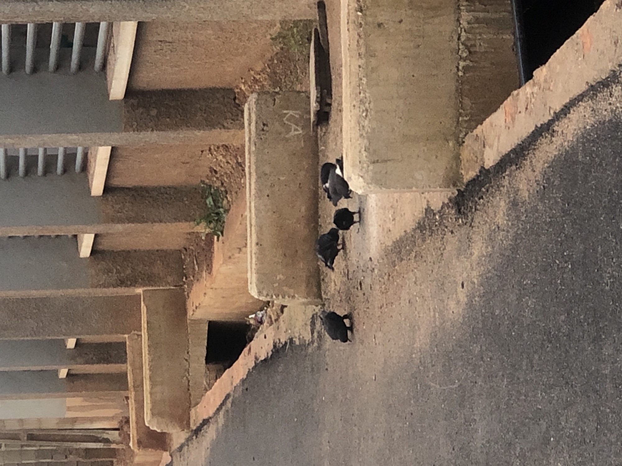 The image depicts an outdoor scene in Bar Jirgi Summa, Nigeria, featuring several birds on a dirt and asphalt surface adjacent to a concrete structure. The concrete structure appears to be part of a building or infrastructure, with visible vertical pillars and horizontal elements. The ground is a mix of asphalt and loose dirt, with some debris present, including what appears to be trash near a dark opening in the concrete structure. Several dark-colored birds are scattered on the ground, some appearing to be pecking at the surface or interacting with each other. The lighting suggests it is daytime. The overall environment is utilitarian and appears to be an urban or semi-urban setting.