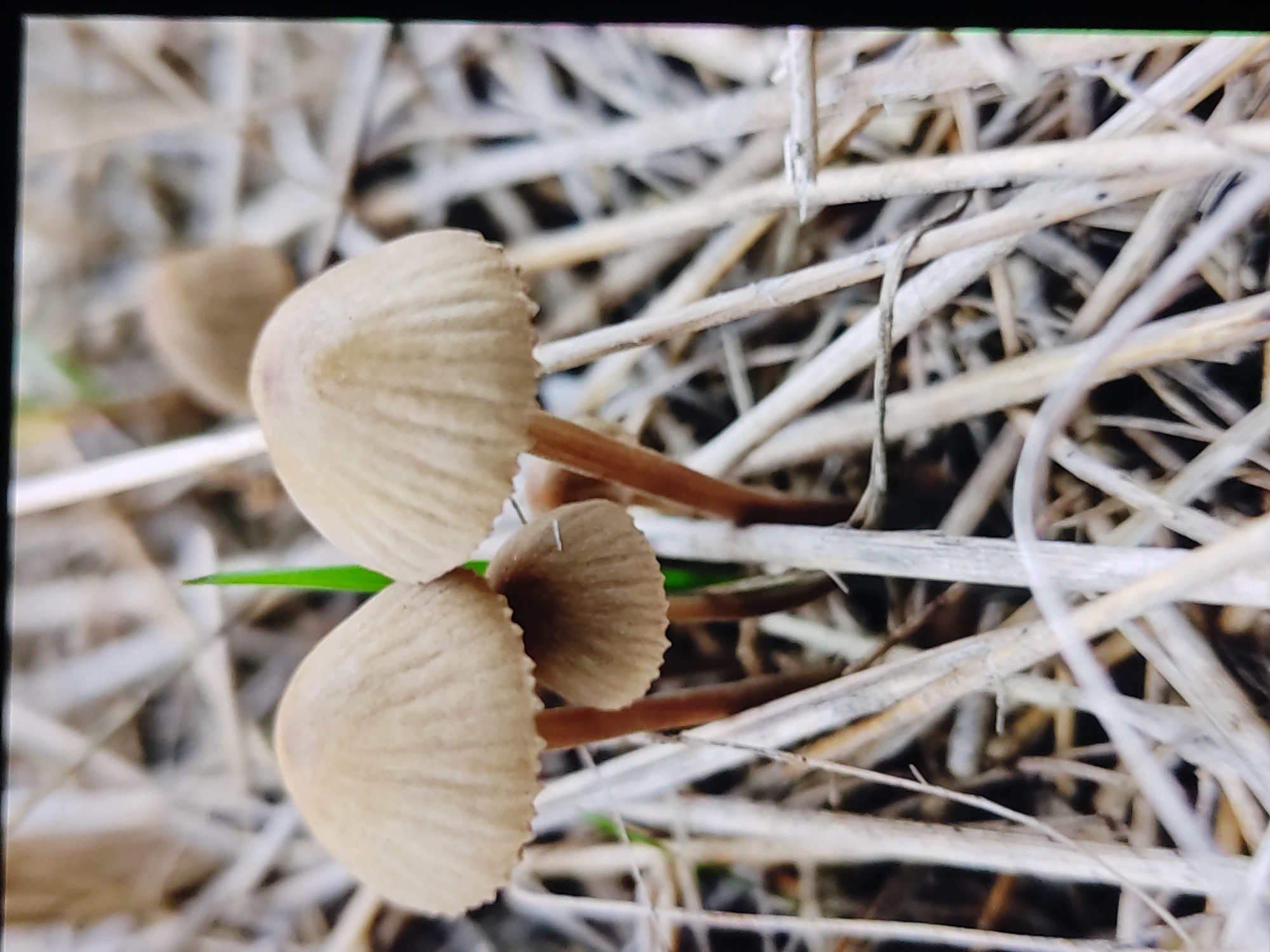 A close-up, vertical shot captures three small, tan-capped mushrooms growing amongst dry, light-colored grass and straw. One mushroom is centrally located and slightly smaller than the two to its left. The caps are convex and striated, with thin, light brown stems. A single green blade of grass juts up between the two larger mushrooms. The background consists of a dense arrangement of dry, light-brown grass stalks, creating a textured, out-of-focus environment. No people or human activity are visible. The scene appears to be a natural setting within or near Marianivka, Ukraine.