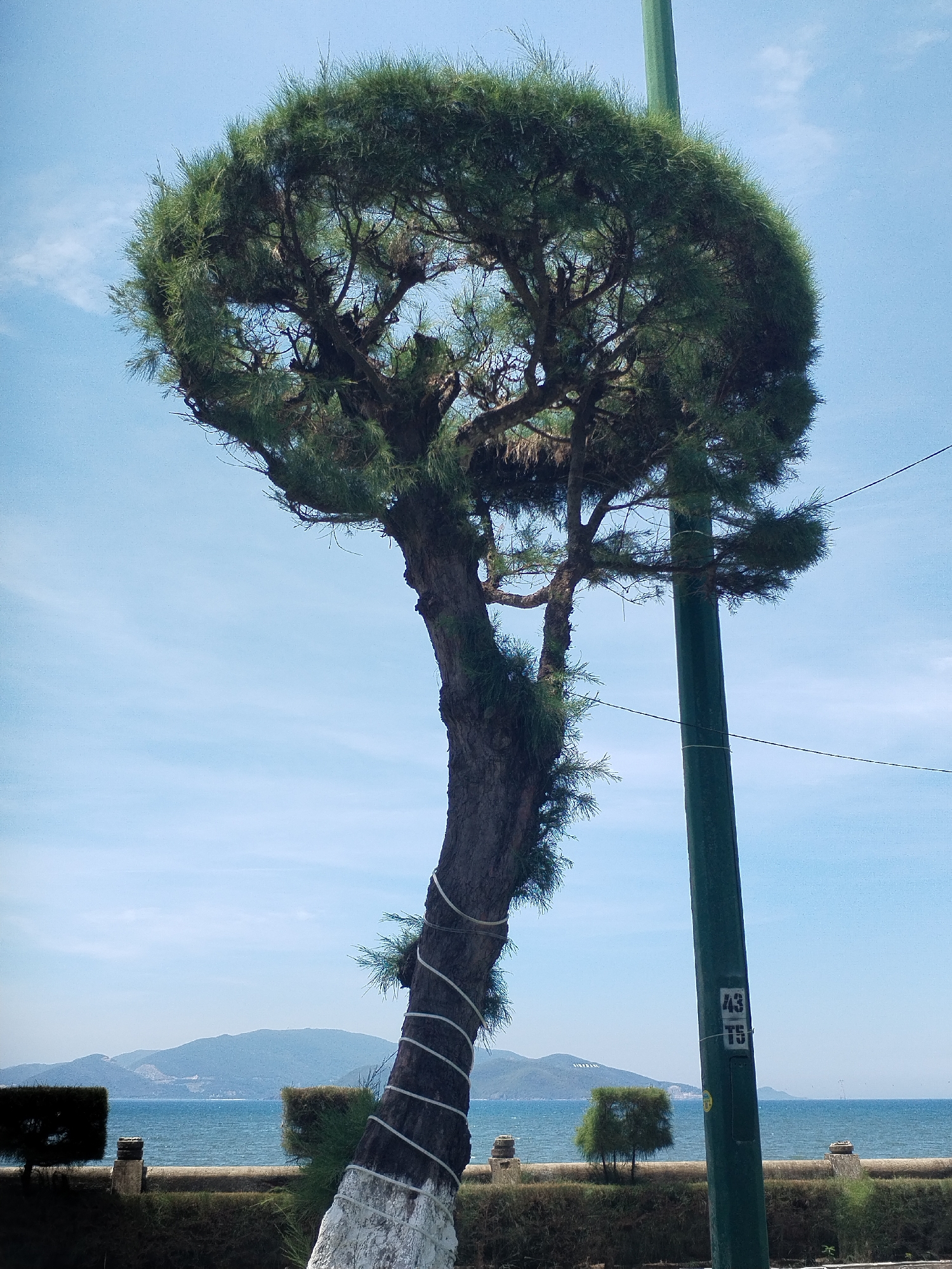 The image depicts a coastal scene in Nha Trang Ward, Vietnam, under a clear blue sky with sparse clouds. A tall, mature tree with a distinctive umbrella-shaped canopy dominates the foreground, its trunk wrapped with white rope. To the right of the tree, a green lamppost stands, featuring two stenciled labels: "43" above "T5". In the midground, a low stone wall separates a grassy area from the sea. Beyond the wall, the ocean stretches to the horizon, meeting distant, hazy green hills. Several small, rectangular hedges are visible along the wall. The overall impression is a serene, sunlit day by the sea.