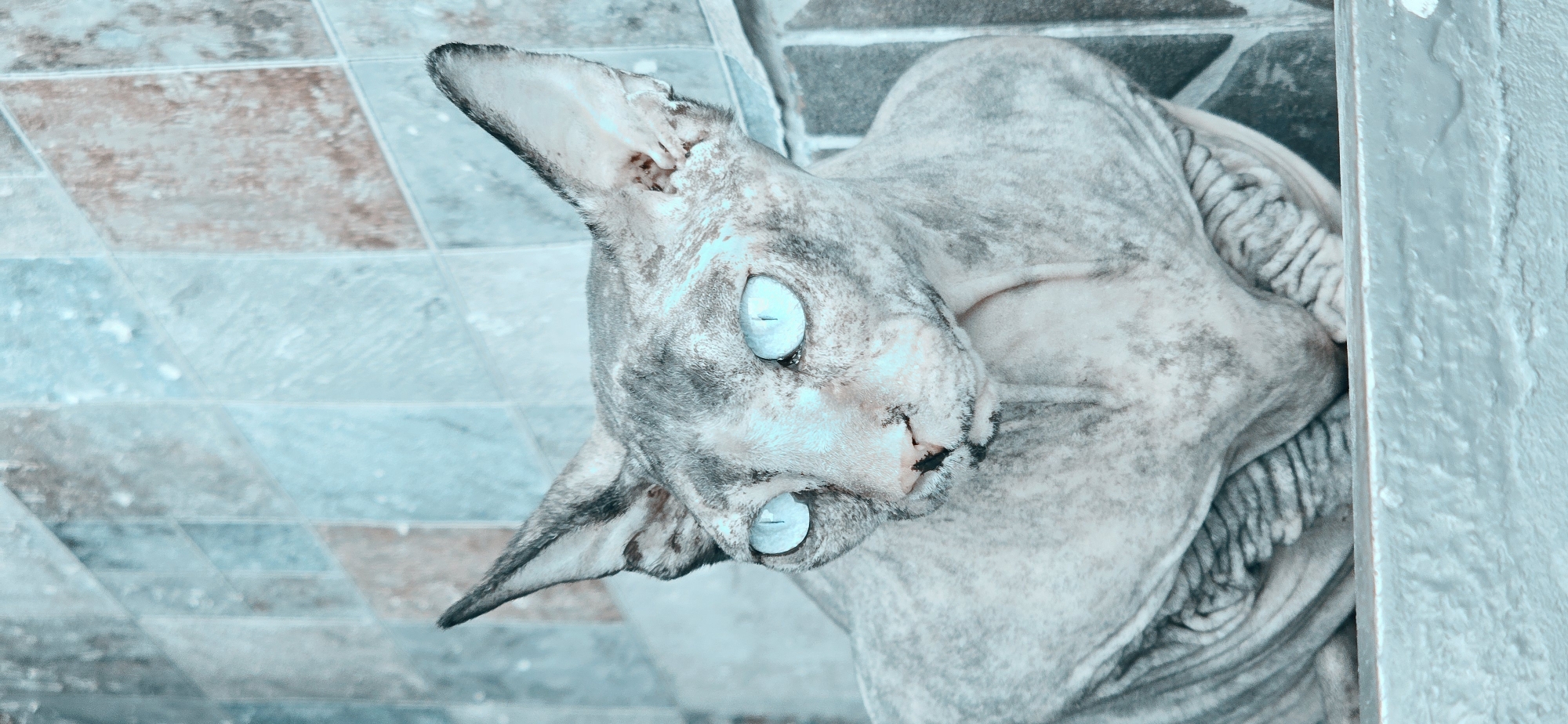 A close-up, medium shot captures a hairless cat with striking blue eyes, possibly a Sphynx breed, seated against a wall of grey and beige tiles in Baku, Azerbaijan. The cat's skin has a textured, wrinkled appearance with grey and darker grey markings. Its ears are large and pointed, and its eyes are wide open, gazing slightly to the left. The cat is positioned in the lower half of the frame, with its body mostly obscured by the tiled background. The lighting appears to be natural, with a cool, slightly desaturated color palette emphasizing the blue of the cat's eyes and the muted tones of the tiles. The environment suggests an outdoor or semi-outdoor setting.