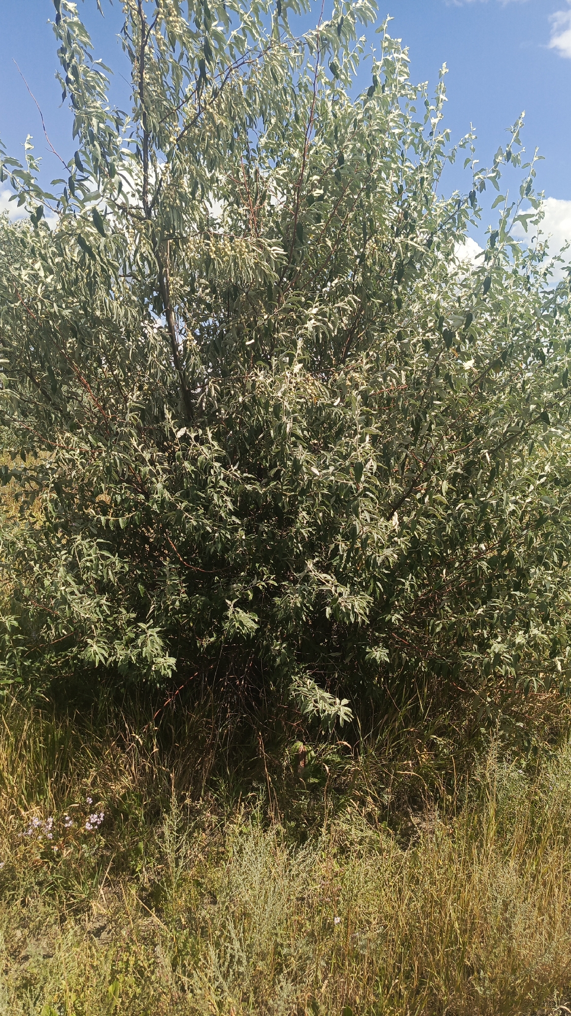 The image shows a full shot of a dense, leafy tree with pale green foliage and thin branches. The tree is in the foreground, occupying most of the frame. The ground in front of the tree is covered in dry, tall grass with some scattered small purple flowers. The background features a bright blue sky with scattered white clouds. The scene is outdoors, under natural daylight, suggesting it was taken in Oktyabr'skii Gorodok, Russia. No people or animals are visible.