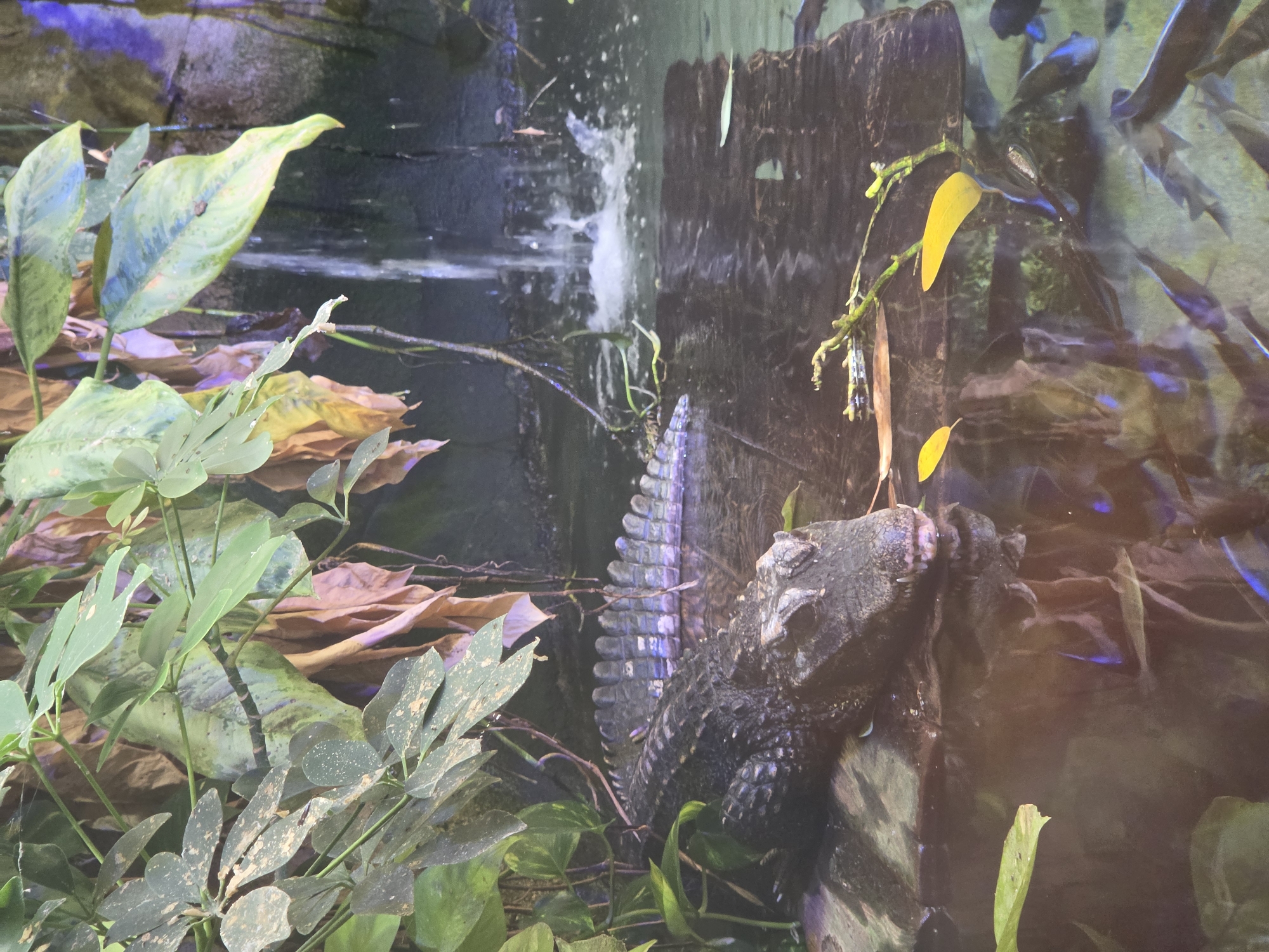 An alligator rests on a dark wooden platform partially submerged in shallow water. The alligator's head is turned towards the viewer, its mouth slightly open. In the background, a small waterfall cascades into the water, surrounded by lush green and brown foliage. The water is clear, with several small fish visible swimming below the surface. The scene appears to be an exhibit within a zoo or aquarium. The image does not provide any specific location information for Bussolengo, Italy.