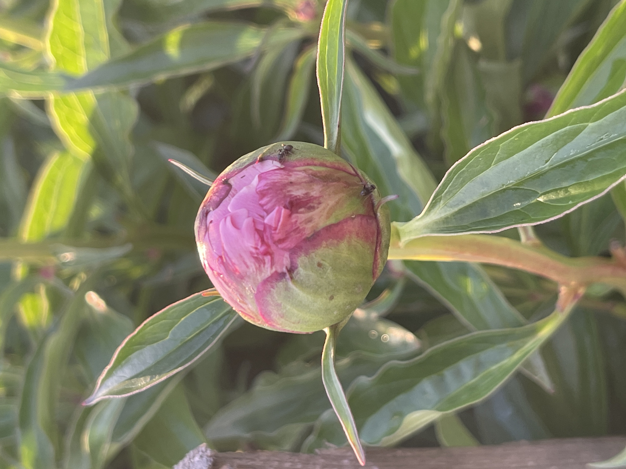 A close-up photograph features a single, round peony bud, prominently centered against a soft-focus background of green foliage. The bud itself is primarily green, streaked with vivid reddish-purple hues, especially where the developing pink petals are beginning to peek through at its crown. Two small, black ants are visible on the surface of the bud; one near the upper left and another on the right side. The surrounding leaves are a rich green, with some catching bright, warm light, suggesting a sunny day, possibly late afternoon or early morning. The shallow depth of field keeps the bud sharp while blurring the leafy background, which includes hints of further, undeveloped buds. A sliver of a rough, wooden surface is visible at the bottom edge of the frame. No human subjects or text are present. The image captures the natural process of a flower on the cusp of blooming, with small insects interacting with the plant.