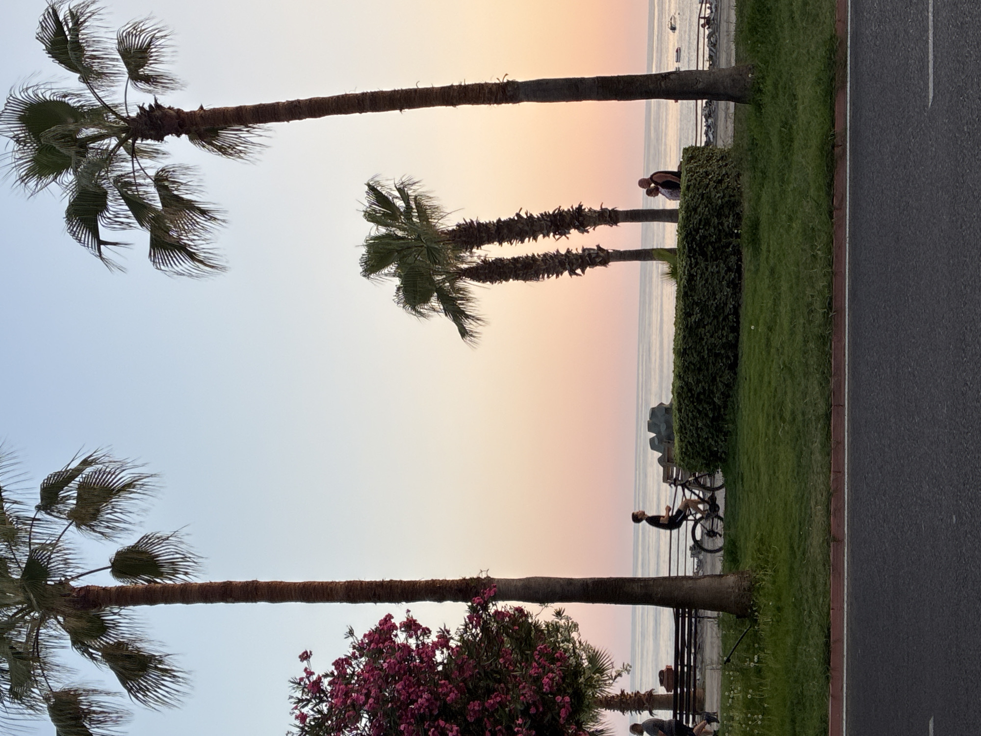 The image captures a serene seaside scene in Alanya, Turkey, during what appears to be sunset. Several tall palm trees dominate the foreground, their fronds casting long shadows across a manicured lawn. To the left, a tree with vibrant pink flowers adds a splash of color. A paved road runs across the bottom of the frame, with a red and white border. Beyond the lawn, a promenade overlooks the calm sea, with a few boats visible in the distance.
Several people are present in the scene. A man is riding a bicycle along the promenade. Further down, a couple stands together, gazing out at the sea. On the far left, another person is walking. A park bench is visible along the promenade, offering a place to rest. A neatly trimmed hedge separates the promenade from the grassy area. The sky displays a beautiful gradient of colors, transitioning from a pale blue at the top to a soft pink and orange near the horizon, characteristic of a sunset. The overall atmosphere is peaceful and idyllic.