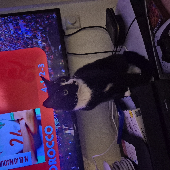A black and white cat lies atop a desk, adjacent to a Samsung TV screen displaying "MOROCCO 4-2-3" and "N. EL AYNAOUL". The surrounding environment includes computer accessories, cables, a power outlet, and an HP Officejet 5220 printer. A "One Piece" item is also visible. The cat is the primary focal point of the image, its gaze directed towards the camera.