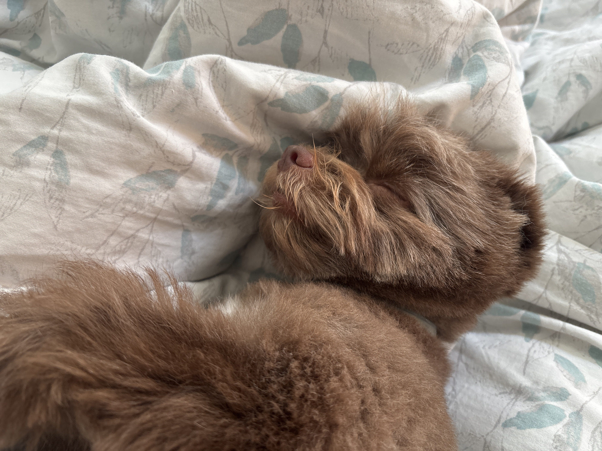 A close-up, high-angle shot shows a brown dog sleeping on a white comforter with a subtle light blue leaf pattern. The dog's face is turned to the left, with its eyes closed and its nose, which is pink, pointed upwards. The dog has fluffy, brown fur covering its head, ears, and a portion of its body and tail, which is also visible in the frame. The comforter is soft and wrinkled, creating shadows and highlights. The scene appears to be indoors, likely on a bed.