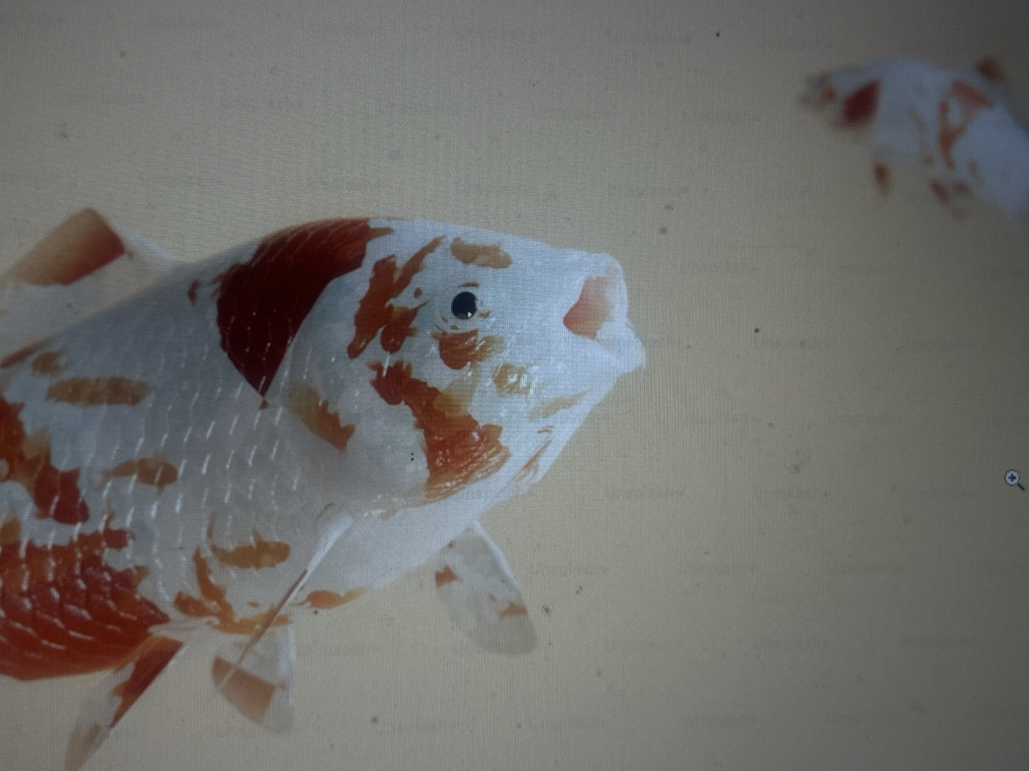 The image shows a close-up of a koi fish with white and orange markings. The fish is facing to the right, with its mouth slightly open. Its eye is visible, and its scales are clearly defined. There is another koi fish out of focus in the background, also with white and orange markings. The background is a light, neutral color. There is no indication of Casablanca, Morocco in the image.