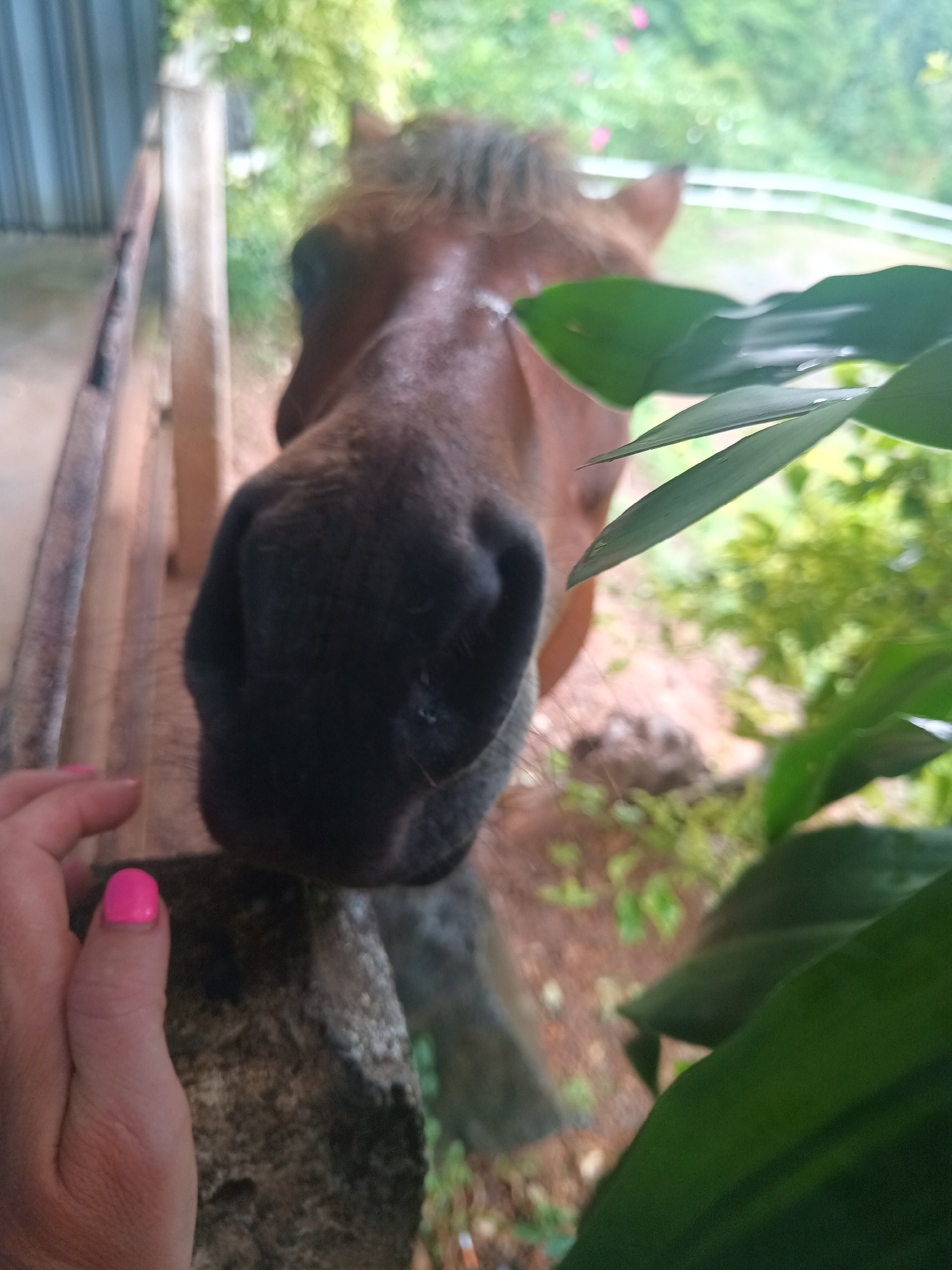 A close-up, slightly out-of-focus shot depicts a horse's muzzle pressed against a stone ledge, likely a fence or barrier, in Ban Tak Daet, Thailand. The horse, brown in color, is facing the camera. A person's hand with a pink painted fingernail is visible near the ledge, suggesting someone is interacting with the horse. Green foliage obscures part of the right side of the image. A wooden fence is visible in the background. The environment appears to be a rural or semi-rural outdoor setting with vegetation.