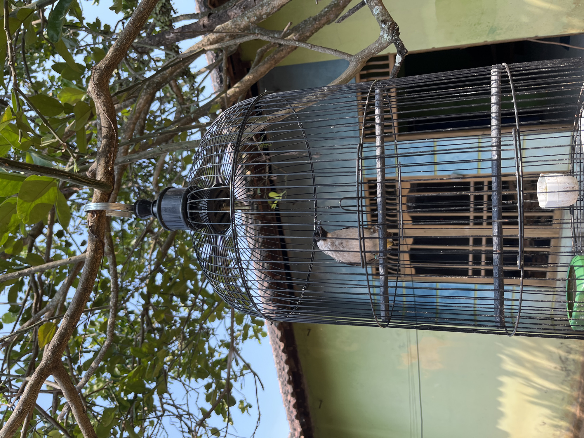 A black birdcage hangs from a tree branch in Glagah Kulon, Indonesia. Inside the cage, a light-colored bird with a black head and a white chest is perched on a wooden dowel. The bird is facing left. The birdcage is oval-shaped and made of thin black metal bars. A small green bowl, likely for water or food, is visible at the bottom of the cage. In the background, a light green building with a terracotta-tiled roof is visible. Two closed wooden doors with dark frames are centered on the building's facade. Sunlight casts long shadows on the building's wall. The sky is blue and clear, with some green leaves and branches of the tree overhead obscuring parts of the sky and the background building. The scene is outdoors, in daylight, with the focus on the caged bird and its immediate surroundings.