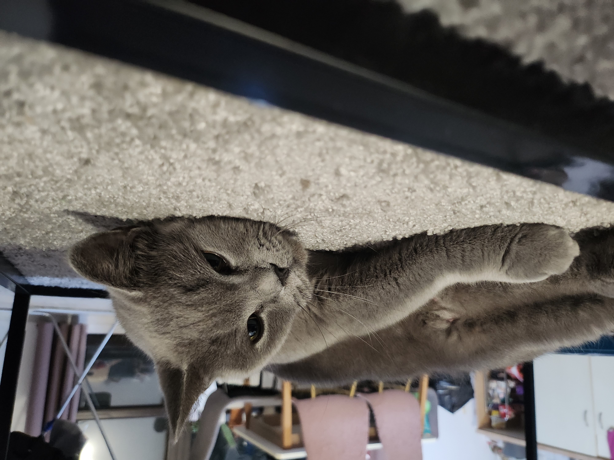 A gray cat is lying on a light-colored carpet. The cat is in the foreground, with its head resting on the carpet and its eyes open. The background is blurred, but appears to be an indoor setting with furniture. The image is taken from a low angle, looking up at the cat. The scene is in the city of Tsarevo, Bulgaria.