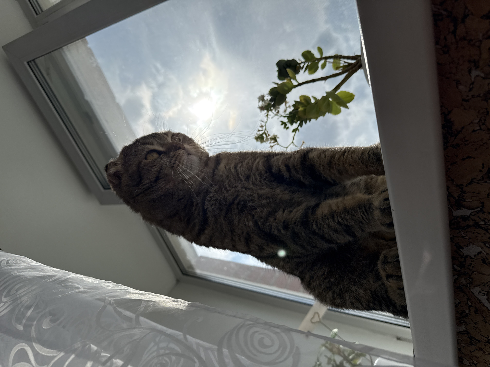 A unique, low-angle shot captures a tabby cat peering upwards, framed against a bright window. The cat, with its brown and black striped fur and long, fanned-out whiskers, occupies the center and upper left of the frame. Its head is tilted slightly back, and its eyes, amber or yellow, appear somewhat narrowed, possibly due to the bright light.
The background is dominated by a sun-drenched window, revealing a partially cloudy, blue sky. The sun itself is a brilliant, almost blinding, light source in the upper center, creating a noticeable lens flare. Through the window on the right, a green-leaved plant with small white flowers is visible, adding a touch of nature.
In the lower left, a sheer white curtain with an intricate, swirling pattern is draped, adding a soft, domestic element. A white window frame runs along the top and right side of the window, contrasting with the dark fur of the cat. On the far right, a textured, mottled brown surface, resembling cork or stone, suggests an adjacent wall or piece of furniture.
The photograph is taken from directly below the cat, giving it a commanding and curious presence as it looks up towards the sky or an unseen point of interest. The strong backlighting from the daytime sun highlights the contours of the cat's fur and whiskers, creating a warm, inviting atmosphere. There is no visible text in the image.