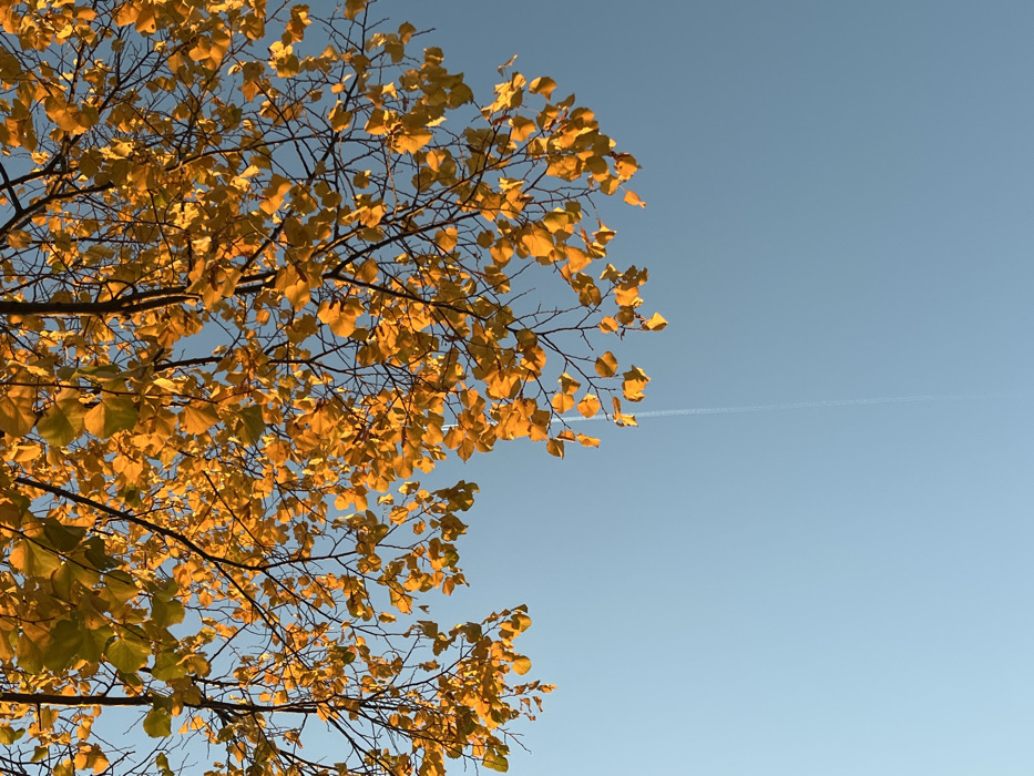 A tree with golden leaves occupies the left side of the frame against a clear blue sky. Sunlight illuminates the leaves, creating a warm glow. A faint contrail from an airplane cuts across the otherwise pristine sky in the upper-right quadrant. The branches are mostly bare, allowing the leaves to stand out.