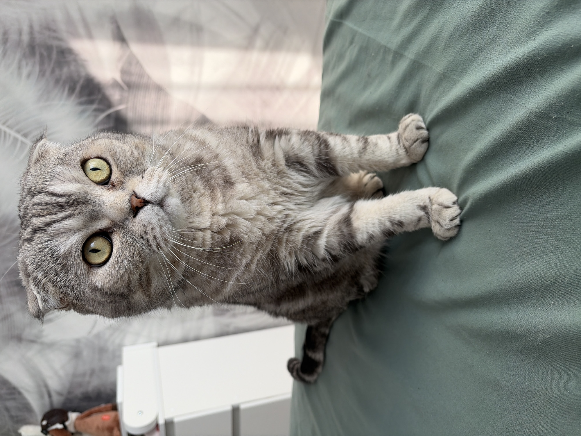 A Scottish Fold cat with grey tabby markings and folded ears is sitting on a green fabric surface. The cat is looking directly at the camera with yellow-green eyes. In the background, a white dresser with a stuffed animal toy is visible, along with a wall with a feathery pattern. The scene is indoors and appears to be in a residential setting, but no specific location in Chaikovsky, Russia, can be determined from the image alone.