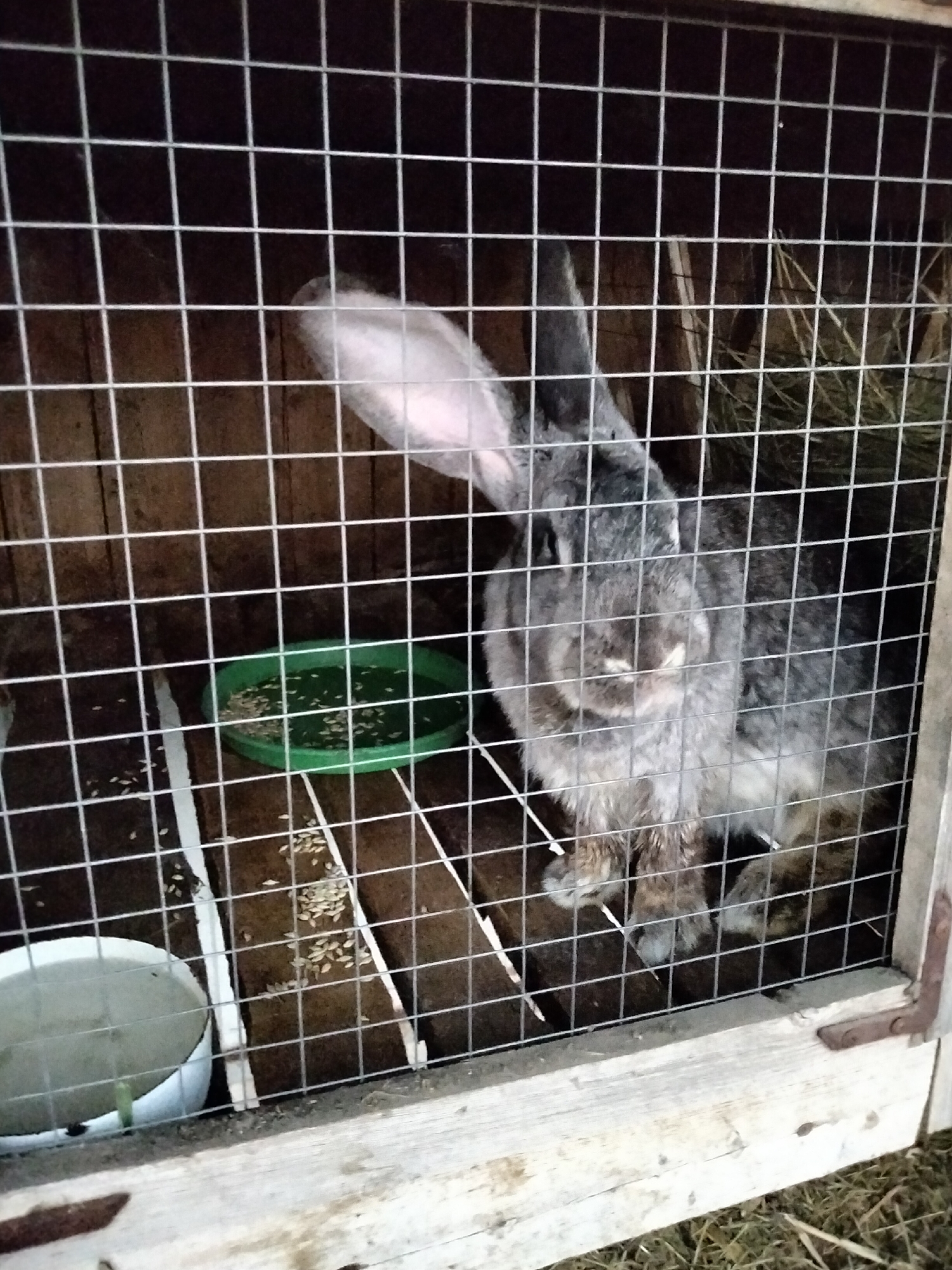 The image depicts a grey rabbit in a wire cage. The rabbit is in the center of the frame, facing towards the viewer. It has long ears and appears to be eating from a green food dish on the left side of the cage. There are also scattered seeds on the cage floor. The cage appears to be made of wire mesh and wooden planks. The background is dark, suggesting it might be indoors or nighttime. The overall scene is a typical enclosure for a domestic rabbit. There is no indication of a specific location in Nizhnedonskoy, Russia.