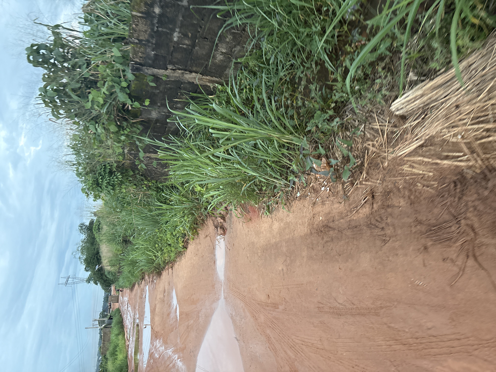 The image depicts a rural, unpaved road in Obosi, Nigeria, on an overcast day. The road is made of red soil and is littered with several large puddles of muddy water, indicating recent rainfall. Tire tracks are visible on the wet ground. To the right of the road, a low, dark-colored concrete block wall runs along the property line, overgrown with tall green grass and other vegetation. Beyond the wall, dense foliage and trees can be seen. In the distance, on the left side of the road, there are some buildings and what appear to be electricity pylons. The overall scene conveys a sense of undeveloped infrastructure and the natural environment.