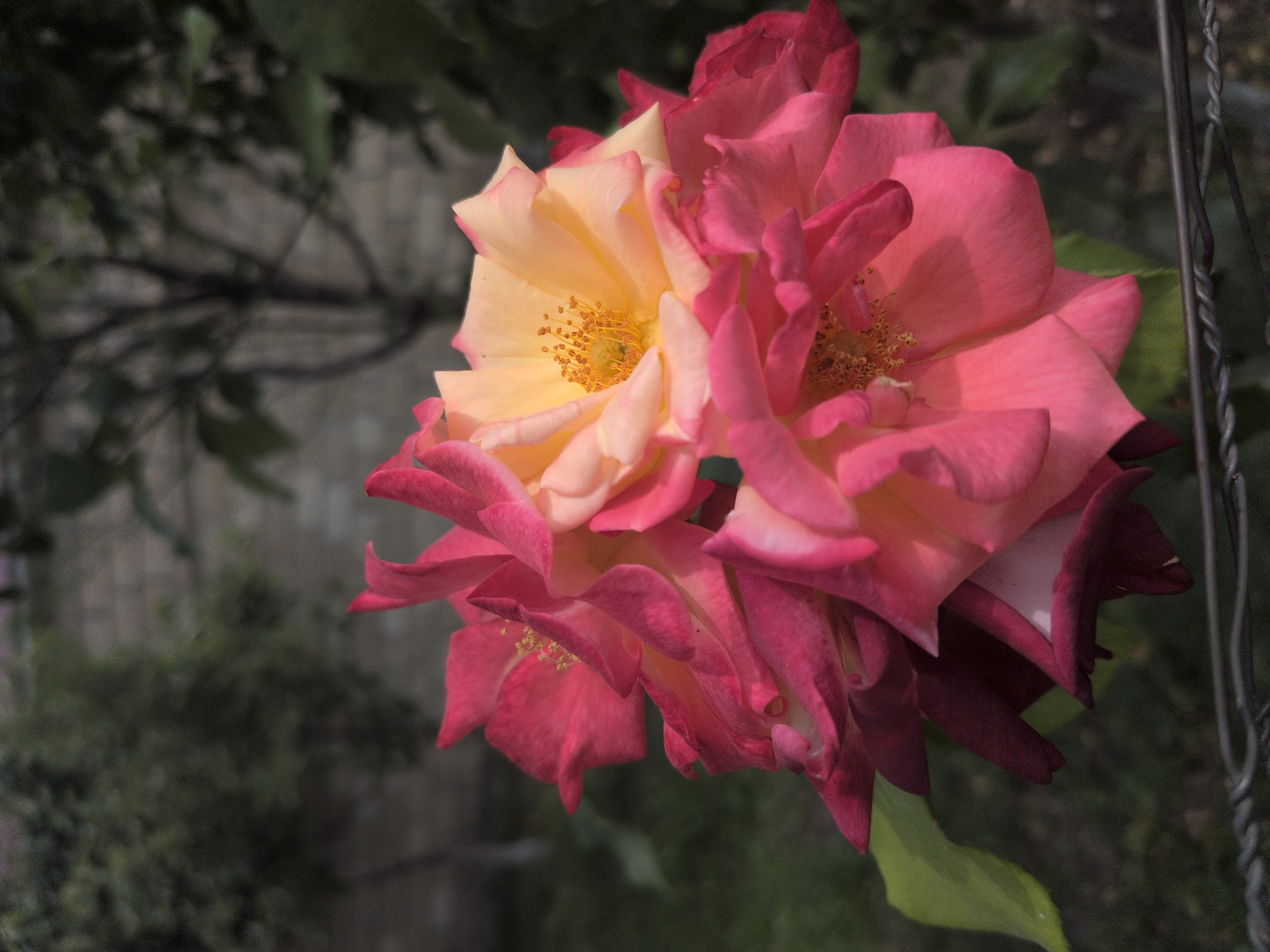 A close-up, eye-level, outdoor photograph captures a cluster of vibrant pink and yellow roses in the foreground. The roses are in full bloom, with delicate petals unfurling. The background is softly blurred, revealing a mix of dark green foliage and a light-colored, possibly stone, wall. A hint of a metallic fence runs along the bottom of the frame. The lighting suggests it is daytime, with the sun illuminating the roses. There are no people visible in the image. The scene appears to be a garden or a natural setting within the city of Gabala, Azerbaijan.