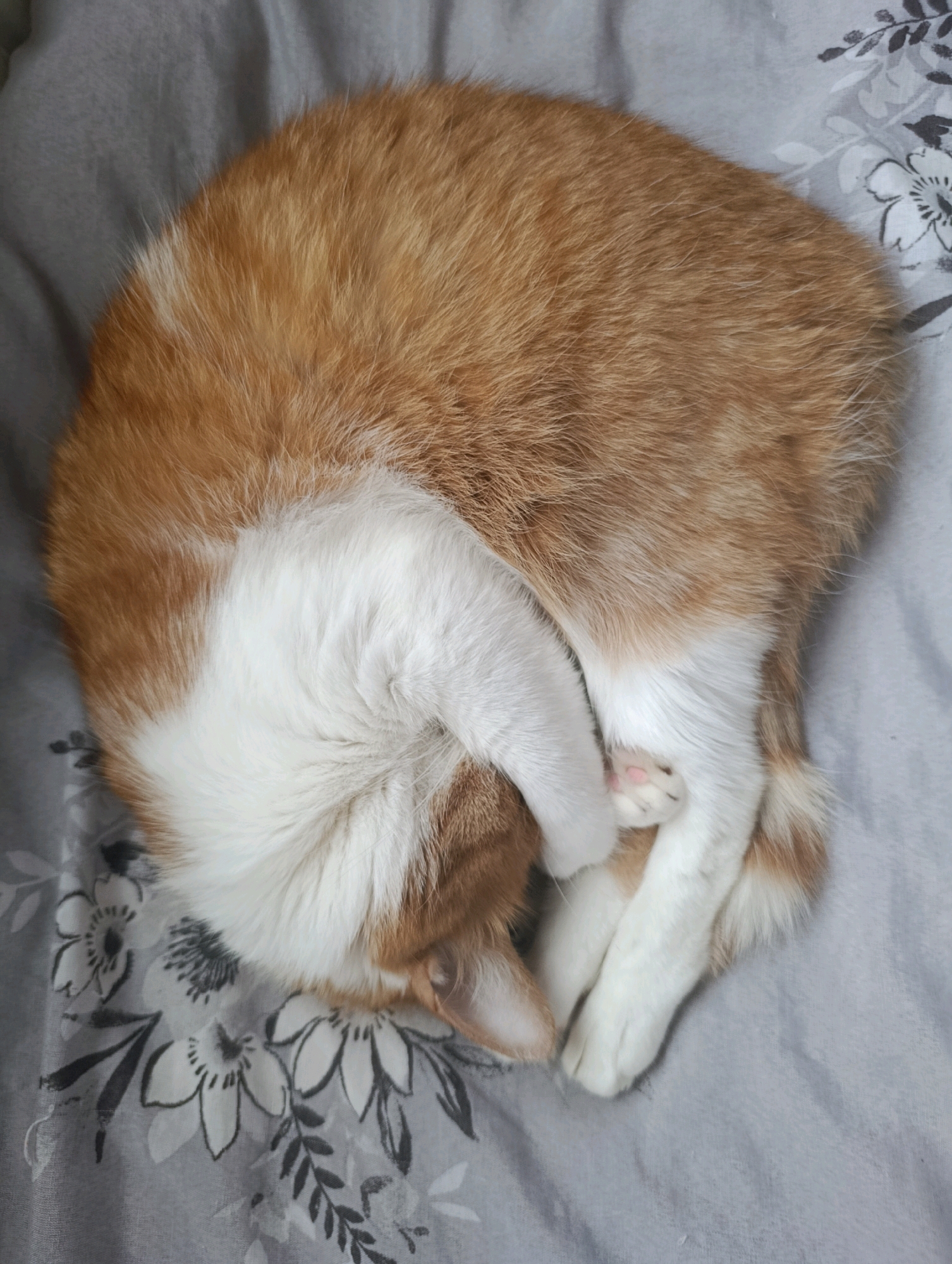 A ginger and white cat is curled up and sleeping on a grey floral-patterned duvet. The cat's head is tucked into its body, with one paw visible showing pink toe beans. The image provides no information about its location in Cherkasy, Ukraine.