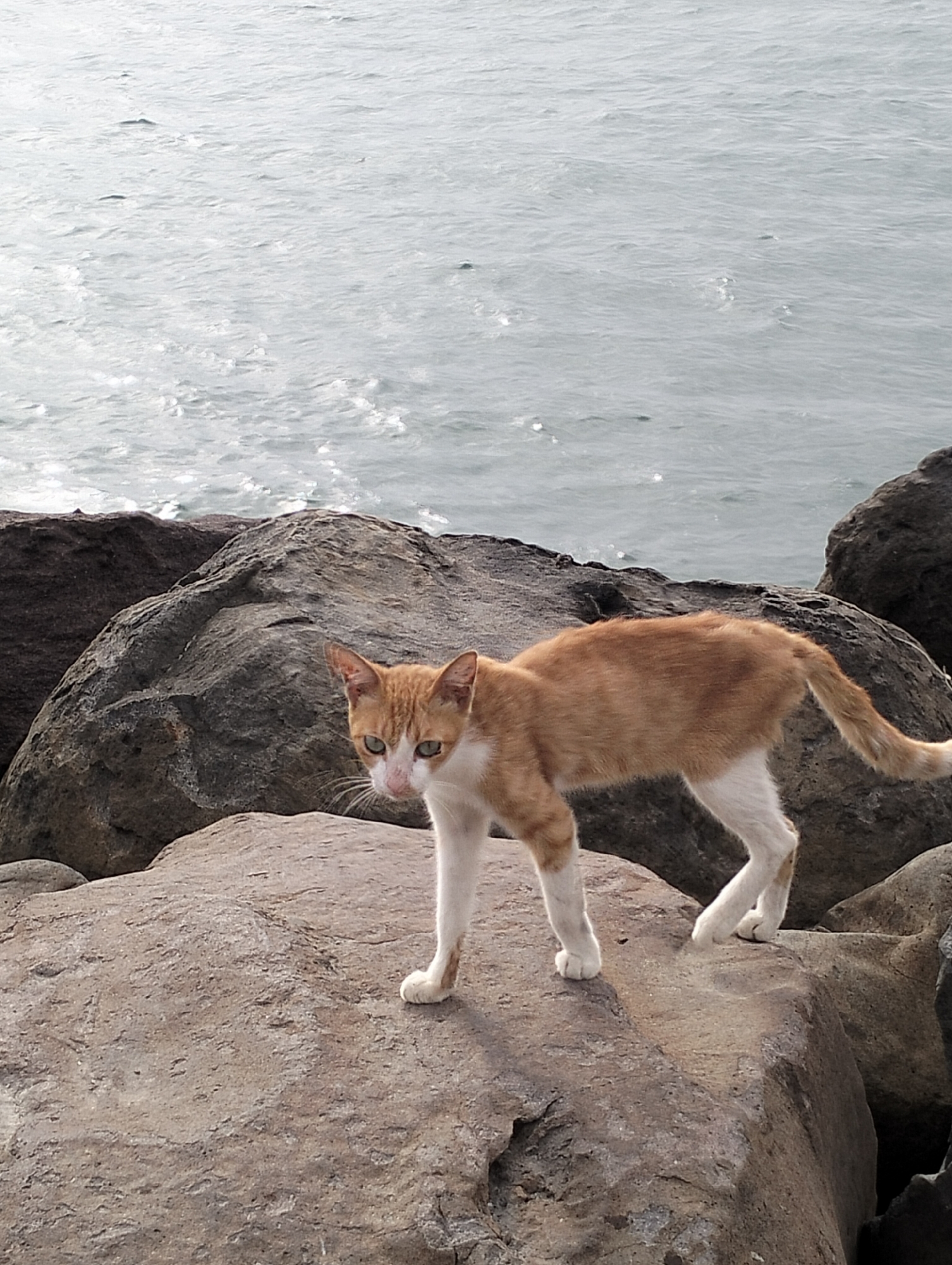 An orange and white cat stands on a rugged, grey-brown rock formation next to a body of water, likely the sea or ocean, in Lhokseumawe, Indonesia. The cat is the central subject, positioned slightly left of center, facing the viewer with an alert and cautious expression. It has distinct green eyes, a white muzzle, and a mix of orange and white fur covering its body, with white fur on its paws, chest, and belly. Its tail, predominantly orange, is visible behind it.
The cat is standing with all four paws firmly on a large, flat-topped rock, which is part of a larger cluster of rocks forming a natural or man-made barrier along the water's edge. These rocks vary in size and texture, showing signs of weathering.
Beyond the rocks, the water stretches into the background, exhibiting a grey-blue hue with visible ripples and small waves, reflecting the ambient light. The surface of the water suggests a calm day with some gentle movement, possibly indicating an overcast sky or soft daylight conditions, as there are no harsh shadows. The overall scene conveys a quiet, coastal environment. There is no visible text in the image.