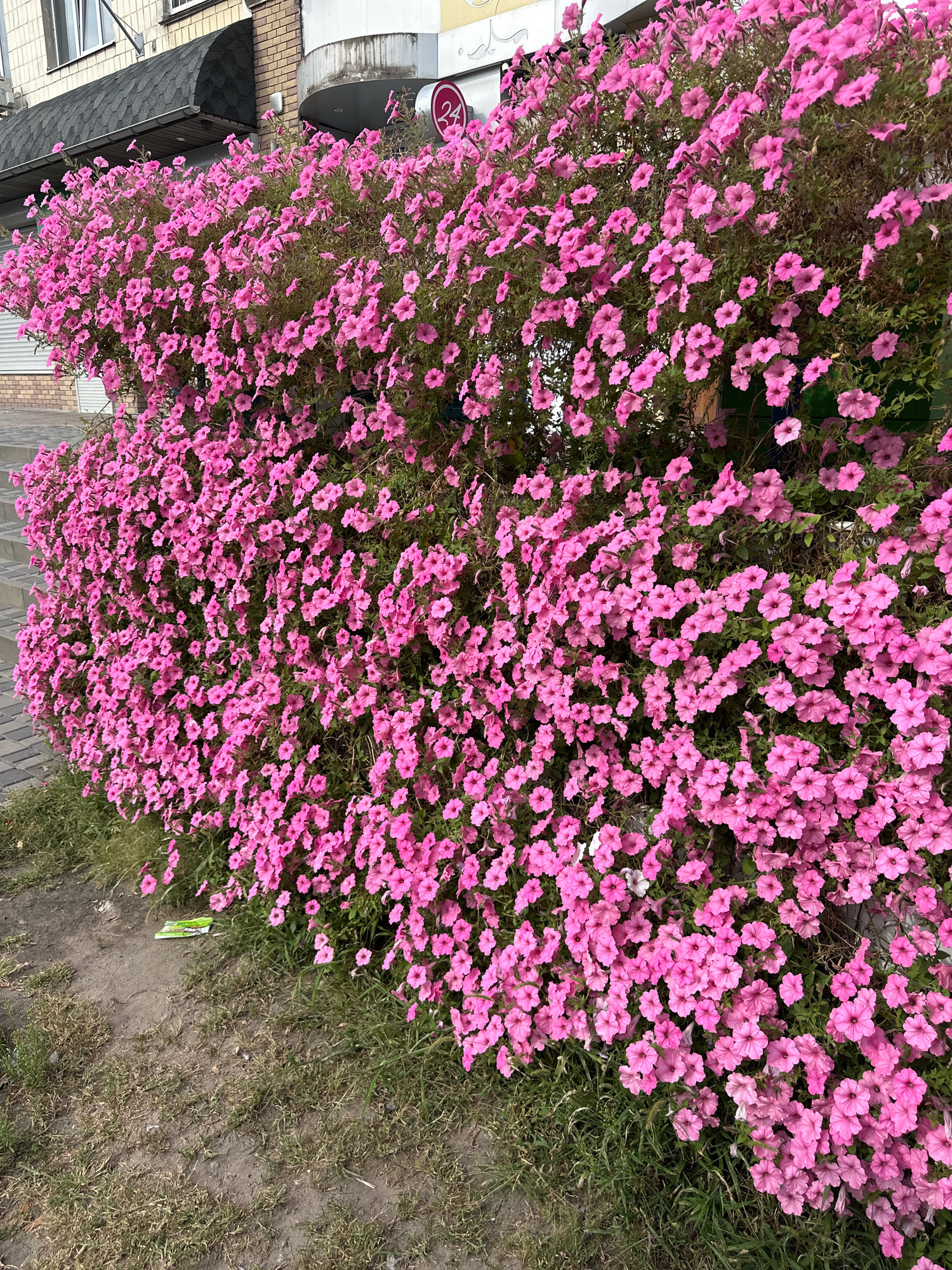 A large wall of vibrant pink petunias cascades down a building facade in Horishni Plavni, Ukraine. The flowers, densely packed and overflowing, create a lush, floral curtain. Behind the flowers, the building's architecture is visible, featuring a brick lower section and a lighter colored upper story with windows. A dark, sloped awning extends from the building over a walkway. To the left, gray paving stones form a path, and a patch of green grass with some dry patches and a small piece of green and white litter is visible at the base of the flowers. The overall scene depicts a lively urban floral display.