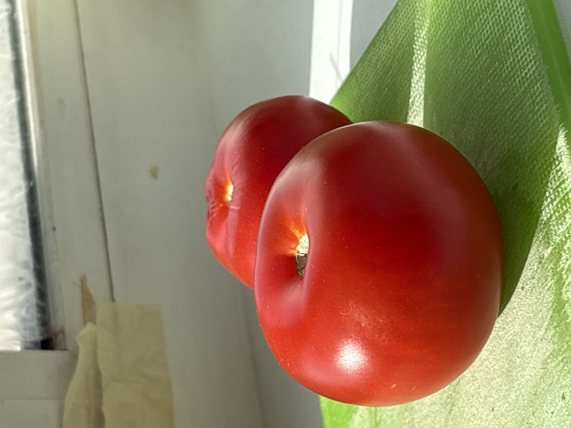 Two ripe, red tomatoes are positioned on a green leaf within an indoor setting. The background includes a window frame and an adjacent wall, possibly within a building in the city of Прикамский, Russia. The objects are illuminated by natural light, highlighting their shape and color.