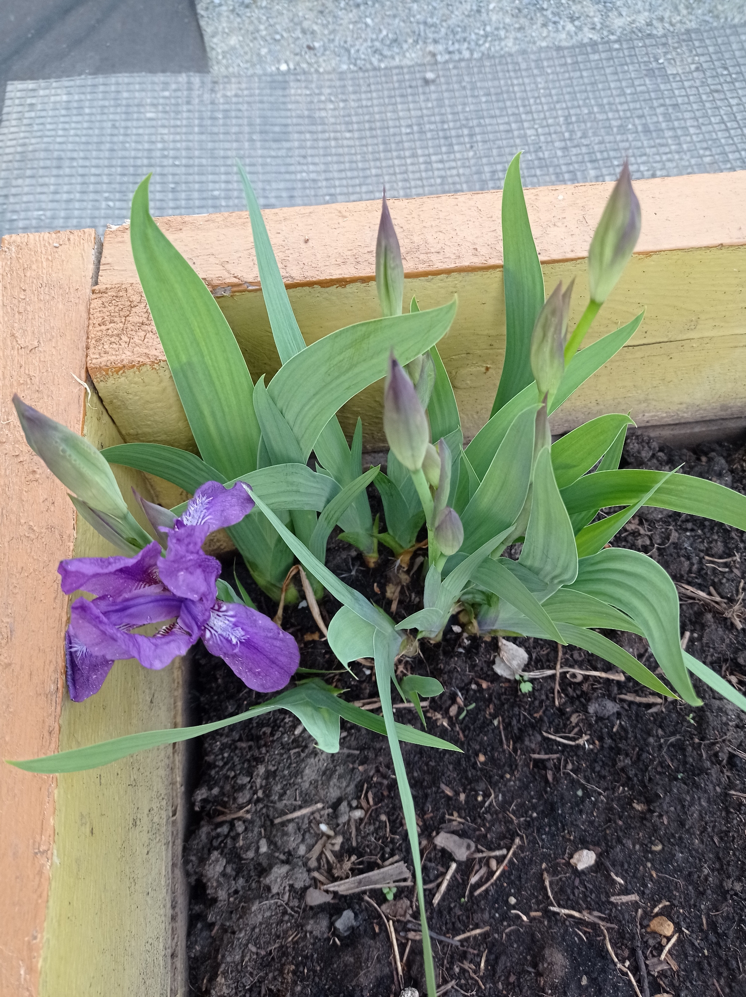 A close-up photograph shows a purple iris blooming in a wooden planter. Several buds are present, indicating more flowers are yet to bloom. The planter is filled with dark soil. The location, Degtyarsk, Russia, is not directly discernible from the image content alone.