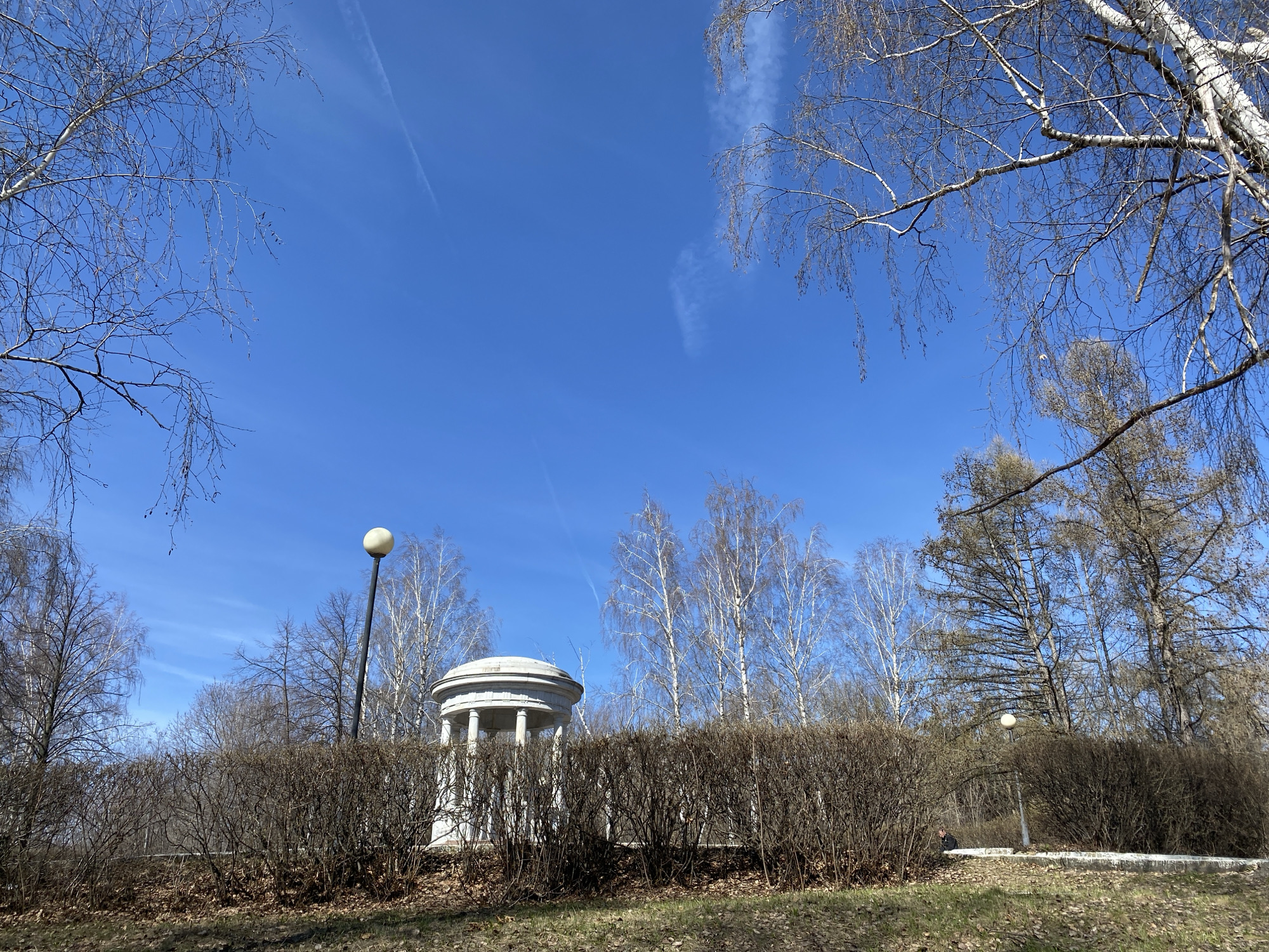 This image depicts an outdoor park scene in Ulyanovsk, Russia, likely captured during late winter or early spring. The dominant feature of the sky is a vibrant, clear blue, with a faint airplane contrail visible.
In the mid-ground, a dense, bare hedge or row of shrubs stretches across the frame, acting as a visual barrier. Behind this, a white, classical-style rotunda or gazebo with a domed roof and supporting columns is partially visible on the left side. Numerous deciduous trees with bare branches, including several white-barked birches, populate the background and frame the top of the image. The absence of leaves on the trees indicates the early season.
Two lampposts are present: one prominently on the left with a spherical light fixture, and another smaller one on the far right, partially obscured by trees. The ground in the foreground is covered with sparse dry grass and fallen brown leaves. A person, dressed in dark clothing, is partially visible and obscured by the bushes and ground cover on the lower right side of the image, appearing to be sitting or crouching. The scene is brightly lit by natural daylight, suggesting a clear, sunny day. There is no visible text in the image.