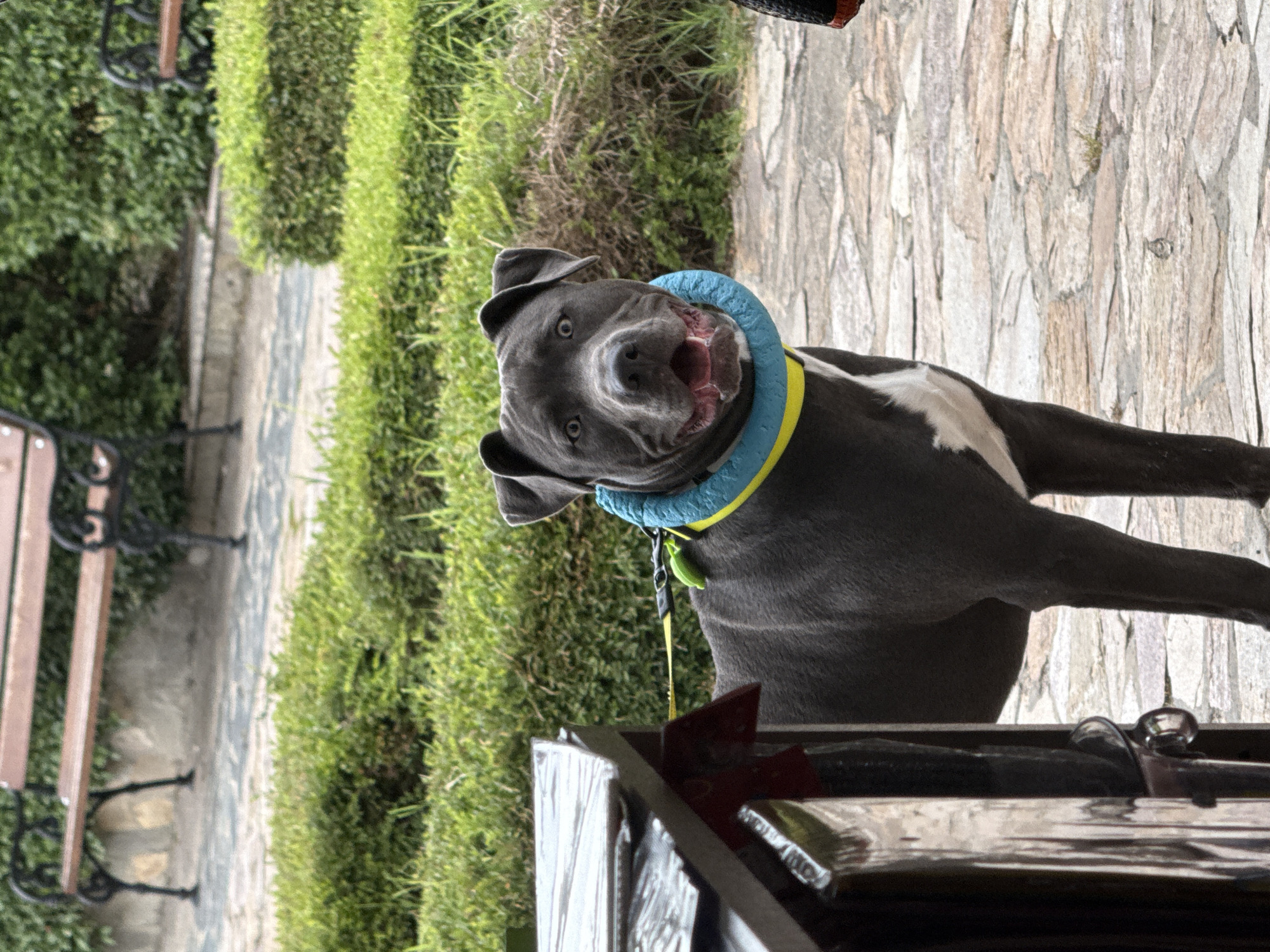 A dark grey Pitbull dog with white markings on its chest wears a bright blue and yellow inflatable collar. The dog is standing on a paved stone pathway in an outdoor park setting. Behind the dog, neatly trimmed green hedges form a backdrop, and in the distance, park benches with wooden slats and black metal frames are visible. The dog is looking directly at the camera with its mouth open, appearing to pant or smile. A leash, partially obscured by a dark wooden structure to the left of the frame, is attached to the dog's collar. The overall scene suggests a daytime outing in a park. The location is confirmed as Aksakovo, Bulgaria.