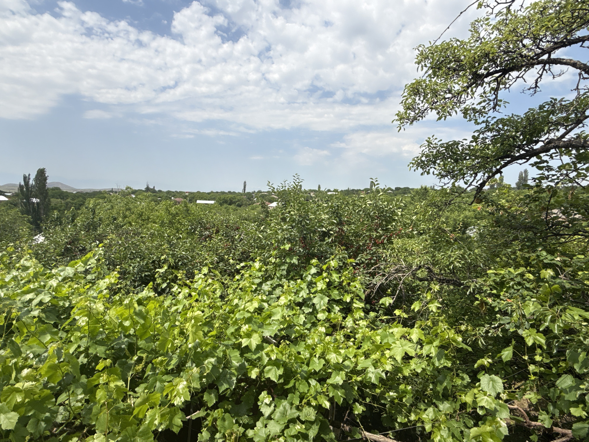 In the foreground of the image, lush green grapevines with large, lobed leaves cascade downwards. Behind the grapevines, a dense canopy of various trees and shrubs creates a verdant landscape. Some of the trees have a more mature, gnarled appearance with visible branches, while others are covered in a thick growth of leaves. In the mid-ground, glimpses of rooftops suggest the presence of houses nestled within the greenery, hinting at a rural or semi-rural setting. The background opens up to a wide expanse of sky filled with scattered white clouds against a clear blue backdrop. A distant mountain range is faintly visible on the horizon. A large tree with dark branches and small green leaves occupies the upper right portion of the frame, its branches reaching into the sky. The overall impression is one of a natural, overgrown environment with hints of human habitation.