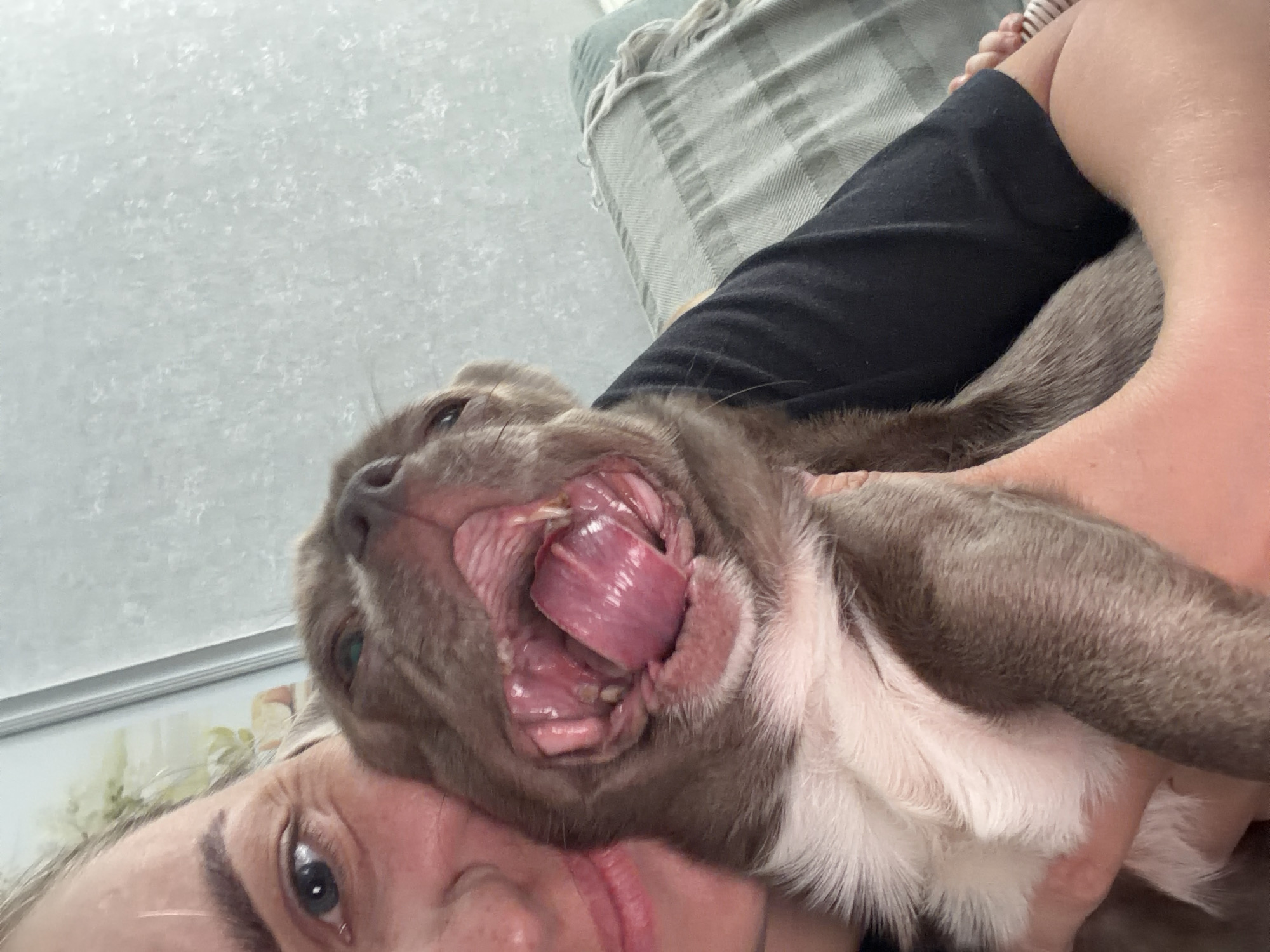 A close-up, indoor shot shows a woman holding a small, light brown and white puppy. The puppy is mid-yawn or bark, its mouth wide open, revealing its tongue and teeth. The woman's face is visible at the bottom left of the frame. The background consists of a wall with a light-colored pattern and a portion of a couch with a textured throw. The location is not identifiable as Votkinsk, Russia, based on the visual elements.