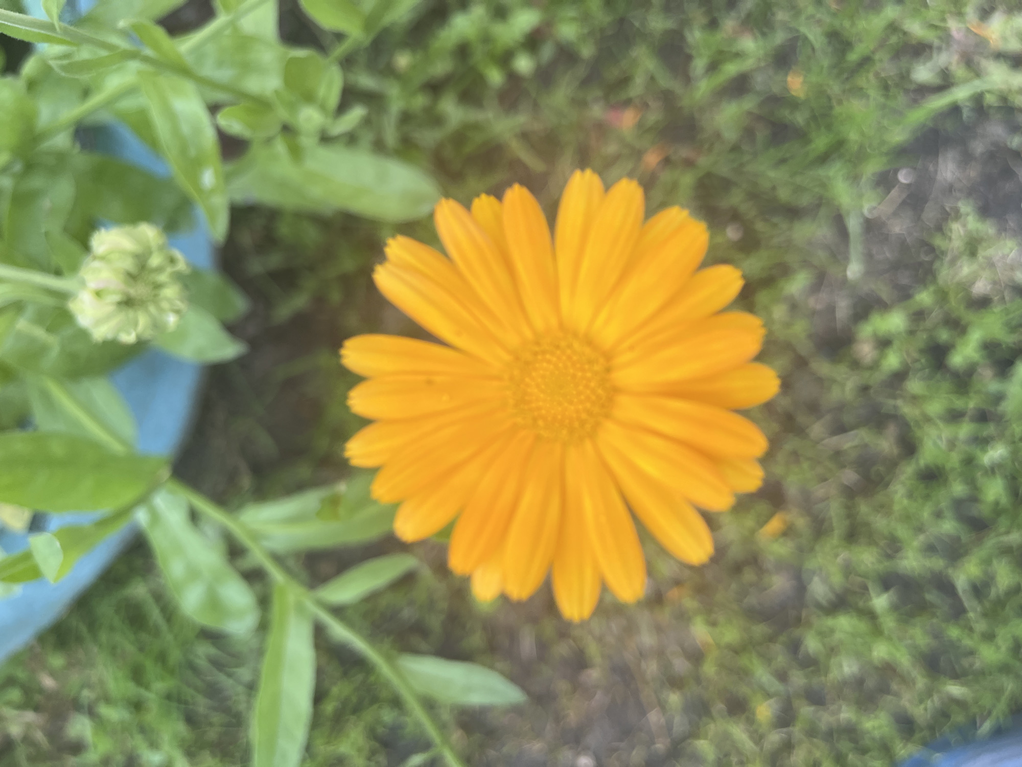 A close-up, slightly blurry, top-down shot of a bright orange calendula flower is centered in the frame. The flower has numerous ray florets radiating from a central disc. Behind the flower, green foliage is visible, along with a light blue planter edge in the upper left quadrant. The background consists of green grass and dark soil, indicating an outdoor setting. There are no people or animals in the image. The location is specified as Сухринское, Russia.