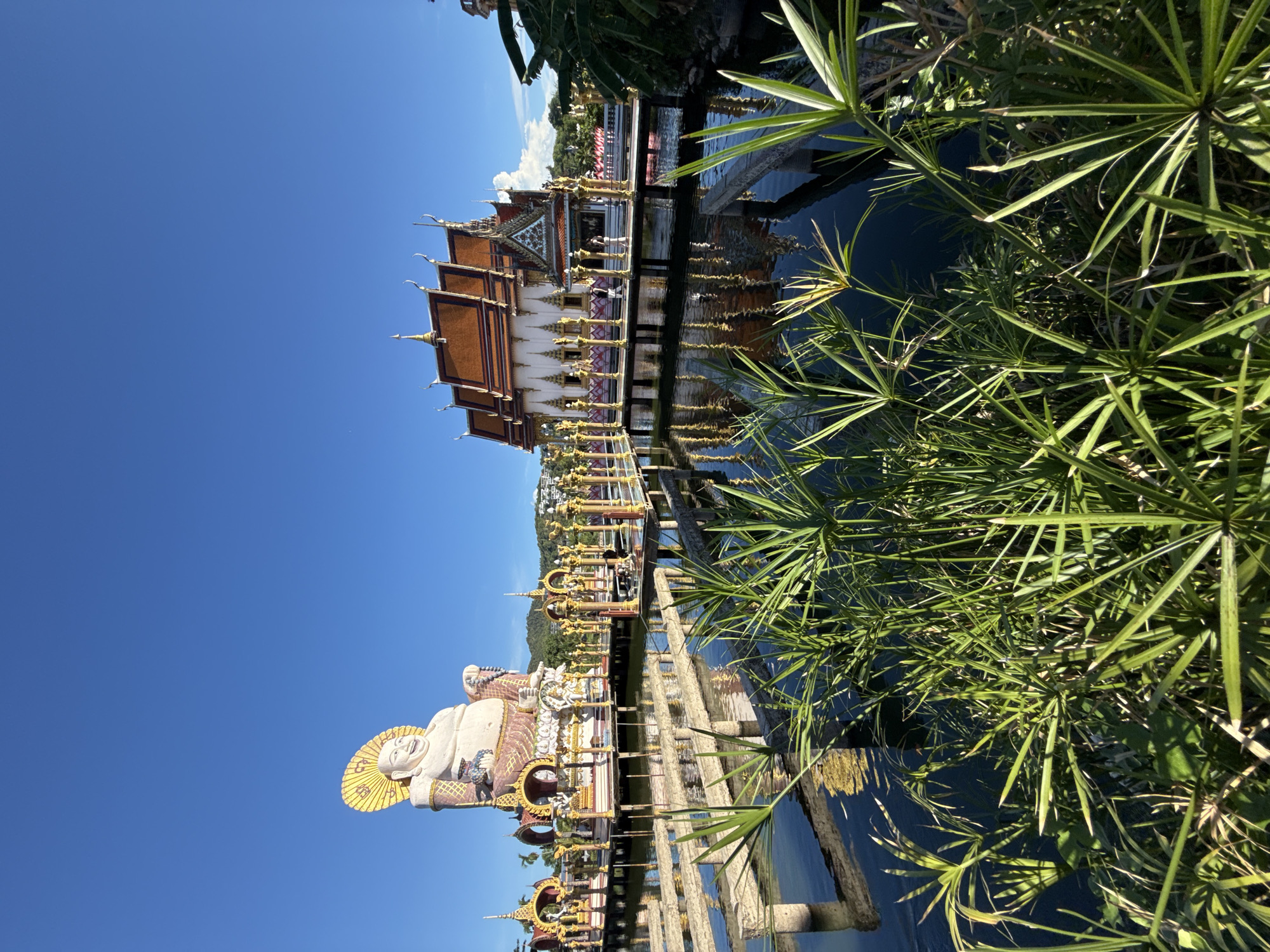 This image captures a serene view of Baan Plai Laem temple in Koh Samui, Thailand, bathed in clear blue sky and bright sunlight. In the foreground, lush green reeds and papyrus plants rise from the dark water of a pond, their fronds catching the light. Across the water, a raised walkway leads to a traditional Thai temple building with a distinctive orange, tiered roof. To the left of the temple, a large, white statue of a smiling, plump Buddha sits on a platform, adorned with a golden halo. The walkway, lined with ornate golden pillars and decorative structures, connects the Buddha statue to the temple and other smaller shrines. The reflections of the buildings and the sky shimmer on the calm water, adding to the peaceful ambiance. In the background, rolling green hills and palm trees suggest the tropical setting of the island. The scene is devoid of any apparent human activity, emphasizing the tranquility of the location.
