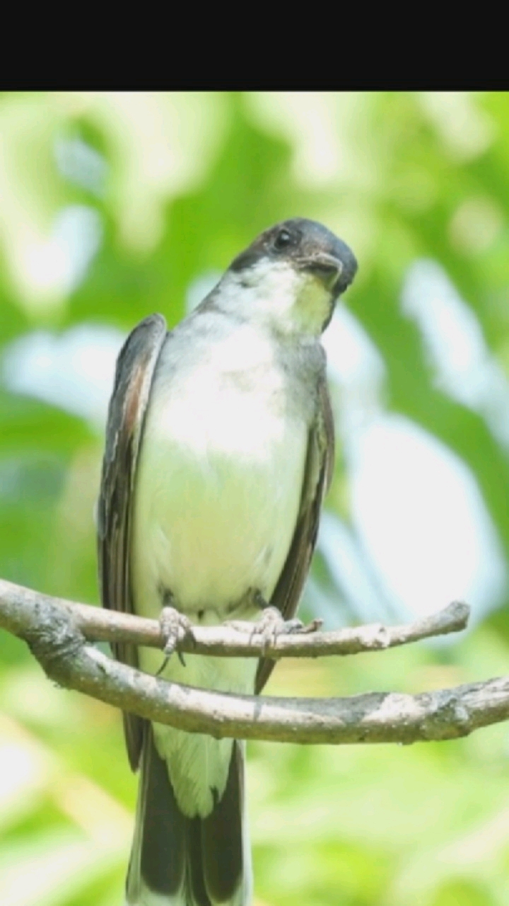 A bird is perched on a branch. The bird has gray and white feathers, a black head, and a long, thin beak. The bird is facing to the right, with its head slightly turned towards the camera. The background is a blur of green leaves and white flowers, suggesting an outdoor, natural setting. The image is a close-up shot, focusing on the bird. There are no people or any man-made objects visible in the image. The provided location of Hongkou District, China is not discernible from the visual information presented in the image.