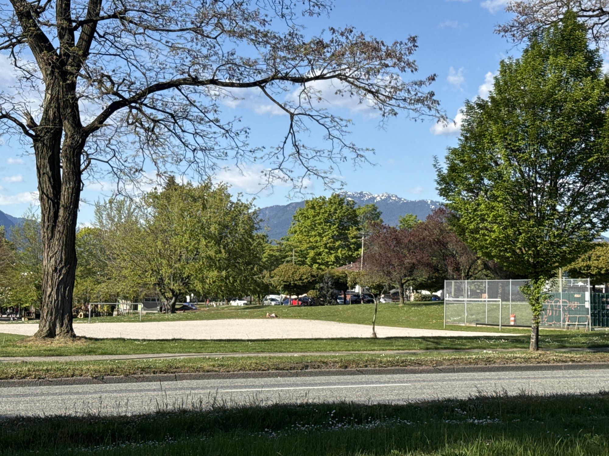 The image shows a park scene in Vancouver, Canada. In the foreground, a road separates the viewer from a grassy area with scattered white flowers. Behind the grass, there is a large sandy area used as a sports field. Several trees with varying shades of green foliage are scattered throughout the park. Further back, a line of cars are parked along the park's edge. In the distance, snow-capped mountains are visible under a blue sky with scattered clouds. One person is visible laying on the sand of the sports field. The location can be pinpointed to Kitsilano Beach Park in Vancouver, BC due to the location of the sand field, the mountains in the distance, and the surrounding green space.