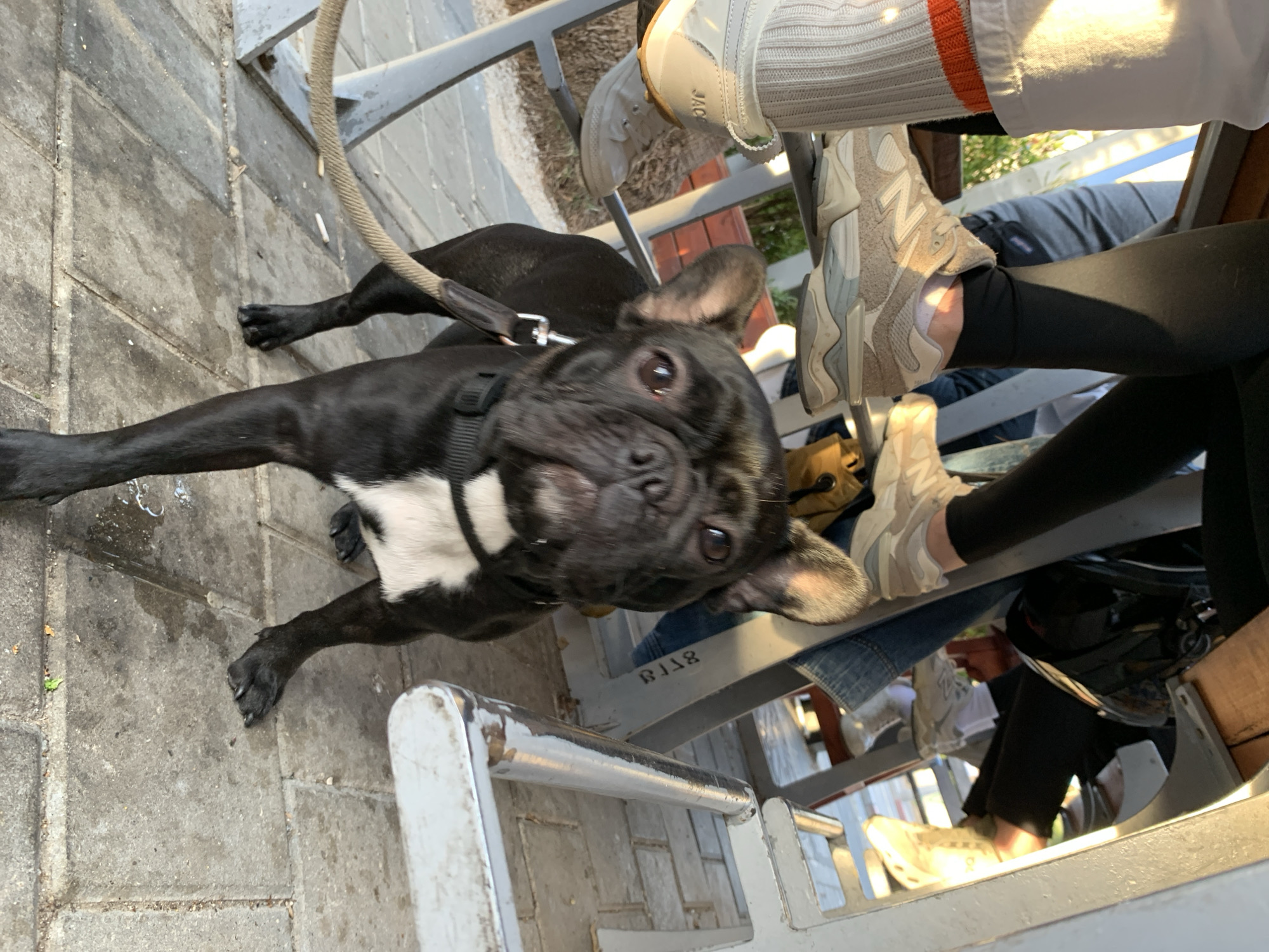 A black French Bulldog with a distinct white chest patch, wearing a black harness and a brown leash, stands on a paved outdoor surface, looking directly upwards towards the camera. The dog's muzzle appears slightly wet. The scene unfolds beneath a light grey painted metal table, with a wooden tabletop partially visible overhead.
Numerous human legs and feet are positioned around and under the table, indicating multiple individuals are seated. Footwear visible includes: light grey sneakers with white socks and orange stripes on the left; beige New Balance sneakers worn with white socks; and other white sneakers. A dark bag or helmet and a denim garment are also discernible beneath the table structure.
The ground is paved with rectangular grey pavers, exhibiting some discoloration and minor wet spots. A discarded cigarette butt lies on the paving. The metal table legs show signs of wear and paint chipping. An inscription resembling "811ב" is visible on one of the grey metal table supports, where 'ב' is a Hebrew character. The lighting suggests natural daylight, creating highlights and shadows within the scene. Based on the Hebrew character and the context provided, the location is an outdoor seating area, likely a cafe or restaurant in Tel-Aviv, Israel.