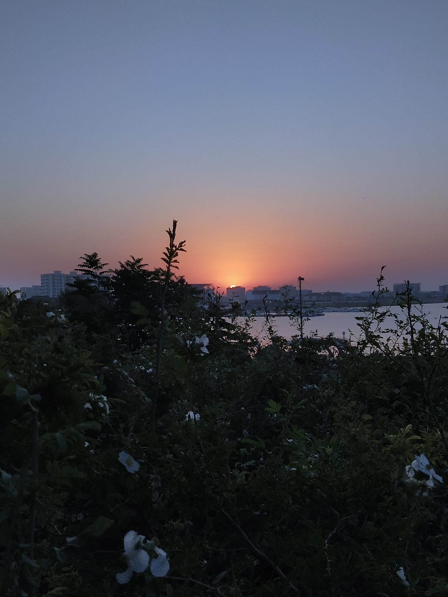 The image captures a sunset over the Caspian Sea in Aktau, Kazakhstan. In the foreground, dark green foliage with scattered white flowers dominates the lower half of the frame. Beyond the vegetation, a body of water, likely the Caspian Sea, stretches across the mid-ground. On the far side of the water, a cityscape with low-rise buildings is visible, silhouetted against the colorful sunset sky. The sky transitions from a pale blue at the top to shades of orange and pink near the horizon where the sun is setting, partially obscured by buildings. The overall scene depicts a tranquil evening at the waterfront.