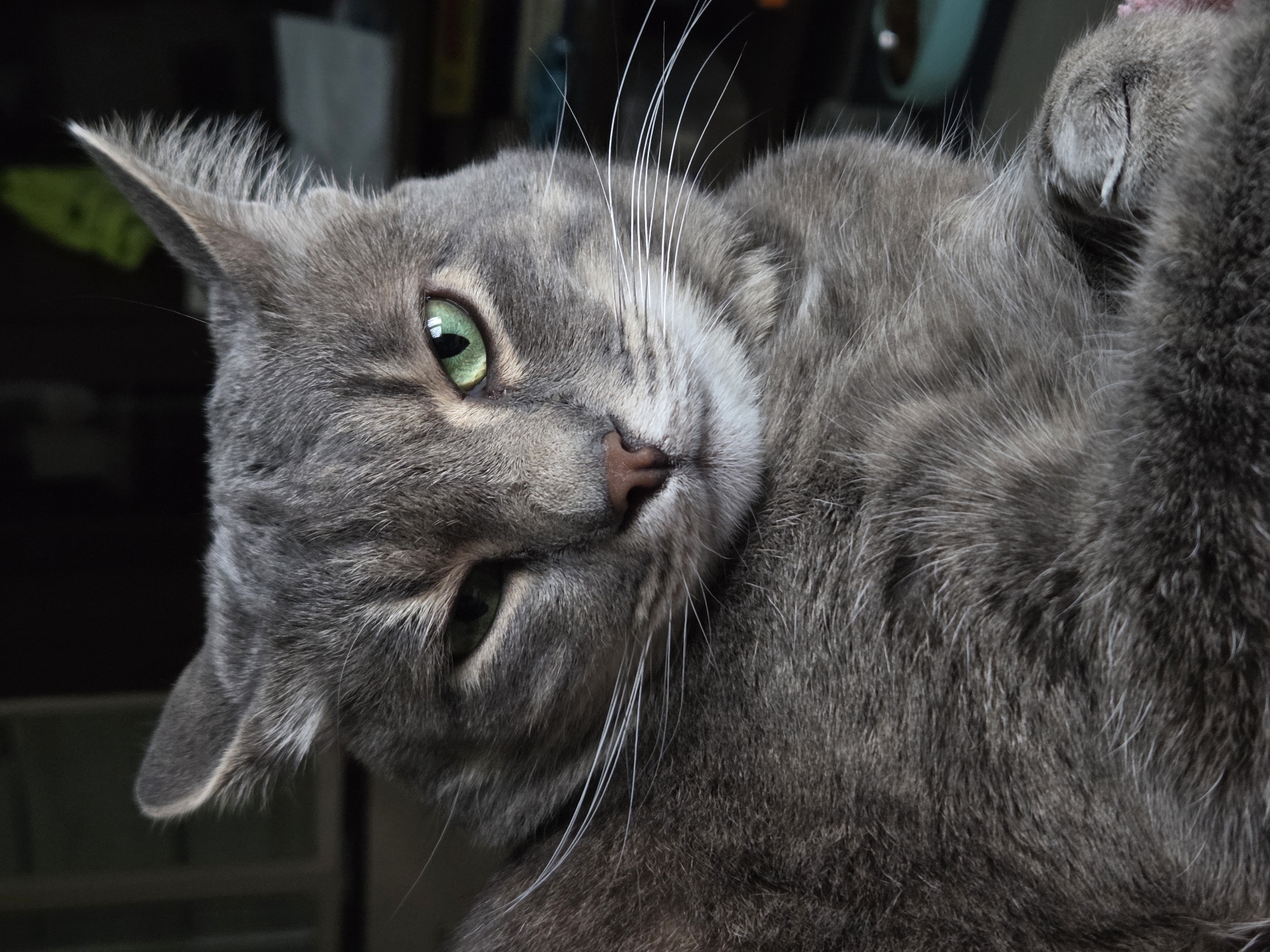 A gray cat with green eyes is lying on its side. The cat's head is tilted to the left, and its paw is visible on the right side of the frame. The cat's whiskers are white and prominent. The background is dark and out of focus. The location is Unknown, Unknown.