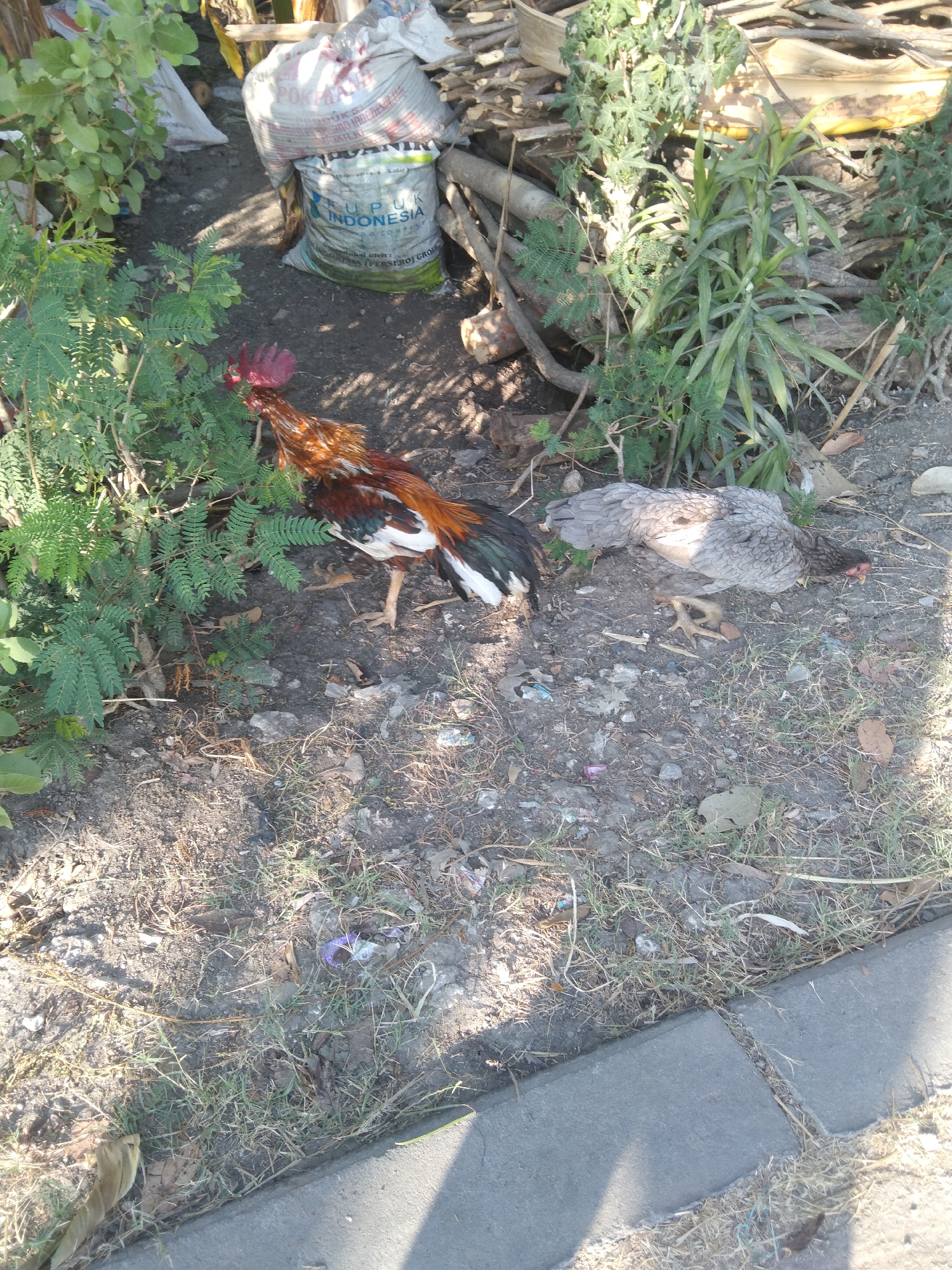 A rooster and a hen are standing in a yard. The rooster is in the foreground, facing left, and is a colorful mix of brown, red, and black feathers. The hen is in the background, facing right, and has a gray and white speckled plumage. The yard is dirt with patches of dry grass and some green leafy plants. In the background, there are two large sacks, one white and one light gray with "Pupuk Indonesia" printed on it, as well as a pile of wood. The scene appears to be outdoors, possibly in a residential area, with a concrete sidewalk visible in the lower right corner of the image. The lighting suggests it is daytime, with shadows cast on the ground.