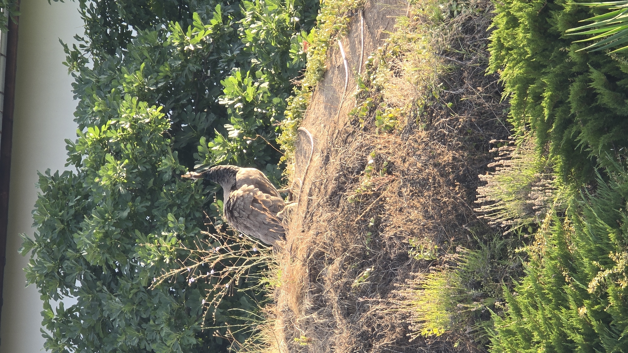 A peacock stands on a dry, grassy mound in front of lush green trees. The peacock is facing right, with its head turned slightly upwards and to the left. It has brown and grey feathers. The mound is covered in dry grass and a few sparse green plants. In the foreground, there are bushes of green foliage and some lavender plants. The background consists of dense green trees and a white wall or building. The lighting suggests it is either early morning or late afternoon, with the sun casting long shadows. The scene appears to be in a garden or natural setting. The location is identified as Krasnovo, Bulgaria.