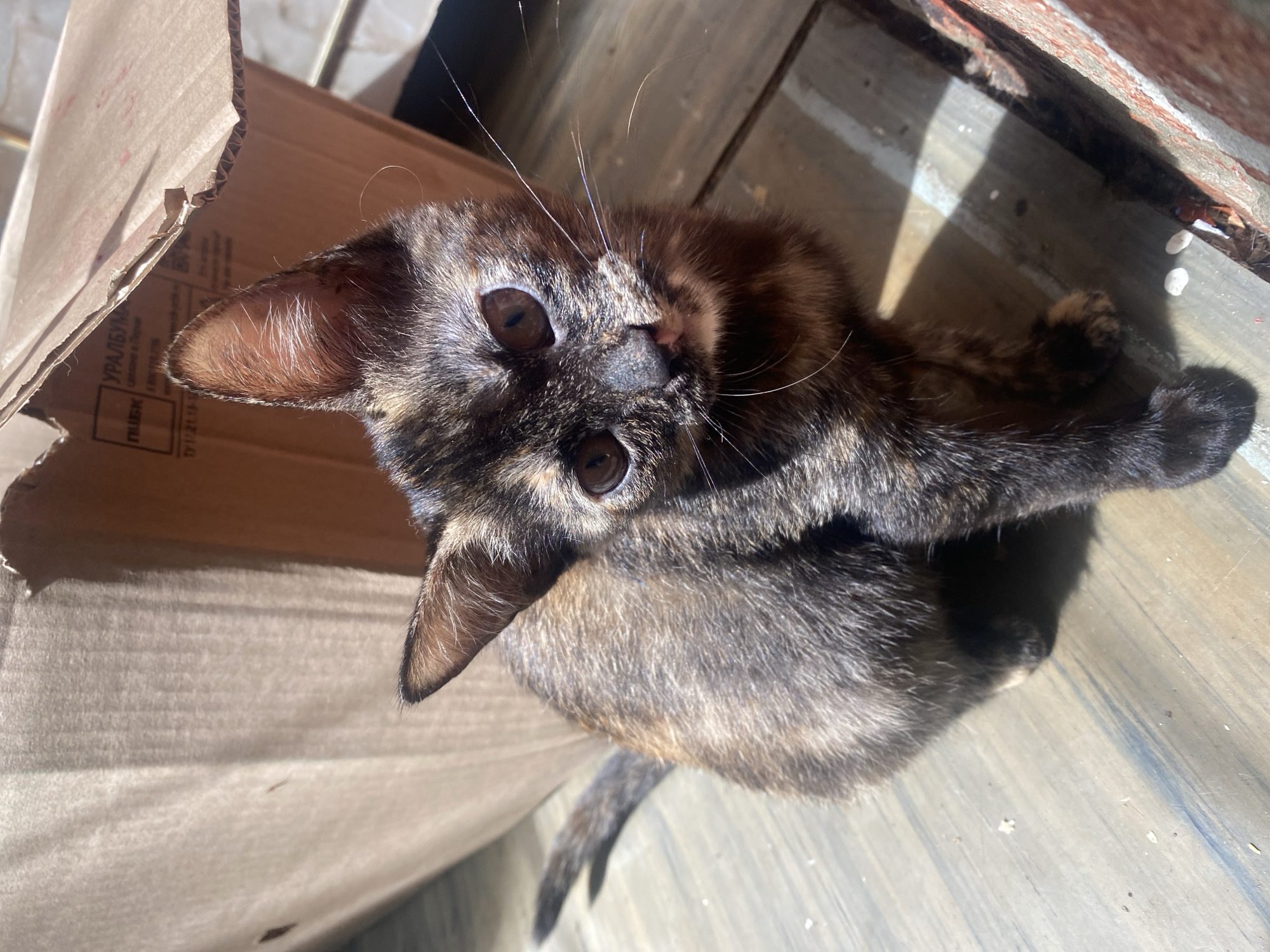 A tortoiseshell kitten is nestled inside a cardboard box, peeking out with wide, curious eyes. The box is made of corrugated cardboard and is partially open, revealing the kitten's face and front paws. The kitten has a mix of black, brown, and ginger fur, with striking amber-colored eyes. Its whiskers are long and prominent, fanning out from its face. The kitten's ears are pointed and alert, with fine hairs visible inside.
The kitten is positioned on a wooden surface, which appears to be a floor or a plank of wood. Sunlight streams in from an unseen source, casting distinct shadows on the wooden surface and highlighting the kitten's fur. The shadows suggest the sun is at an angle, possibly mid-morning or late afternoon. The scene appears to be outdoors or in a well-lit indoor space with natural light.
In the background, the edge of another cardboard box is visible, as is a hint of a red-painted object, possibly a wall or a piece of furniture. There is also some debris on the wooden surface.
Visible text on the inner flap of the cardboard box reads: "УРАЛБУМАГ" (URALBUMAG) and "ПУБК" (PUBK), along with some smaller, illegible text. This text suggests the box might be from a paper or packaging company, possibly originating from Russia, given the context of Samara, Russia.
The kitten's pose and expression suggest a moment of quiet observation or playfulness within its cozy enclosure. The overall impression is one of a young, domestic animal enjoying a sunny spot.